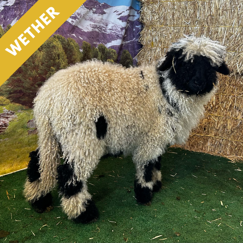 PV 2158-876 - Wether, 2024