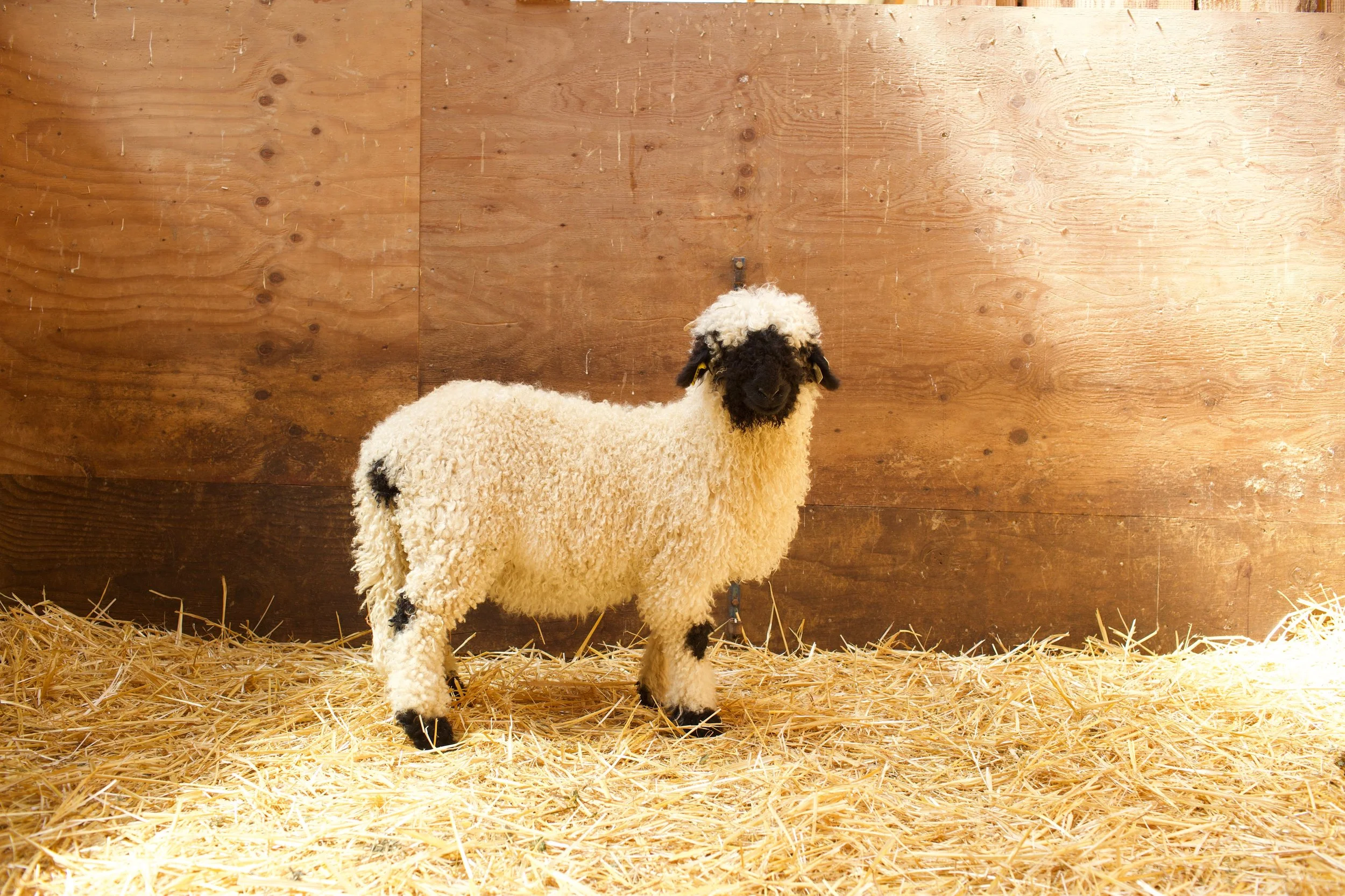 0658-857_PV_Ewe-lamb_6.jpeg