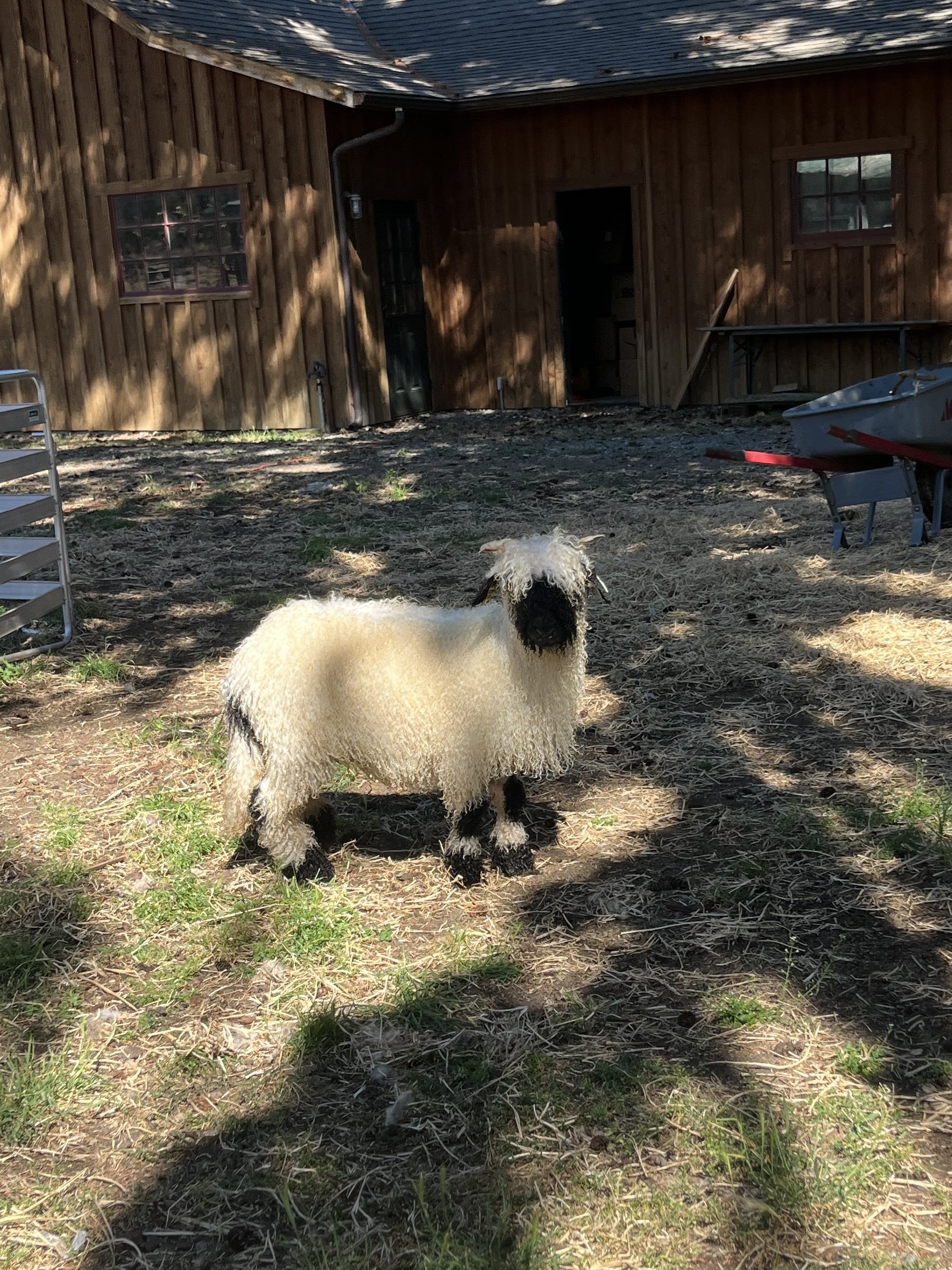 851_PV_Ewe_87.jpg