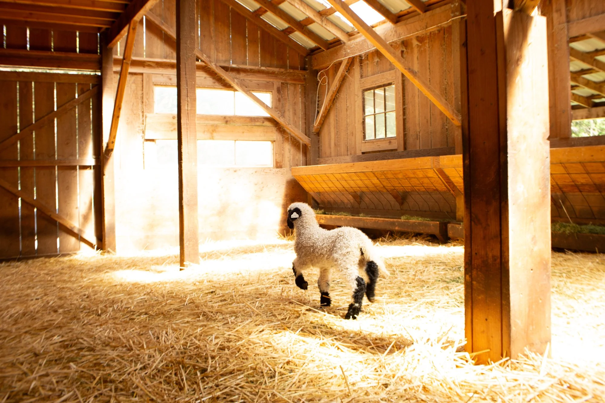 876_Felipe_Wether-Lamb_PV_2026-2.jpg