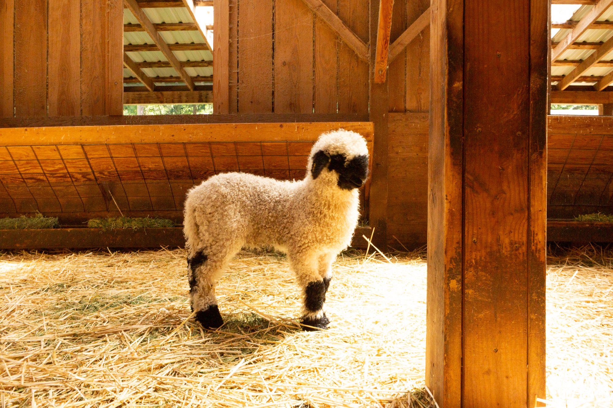 874_Falstaff_Ram-Lamb_PV_2026-6.jpg