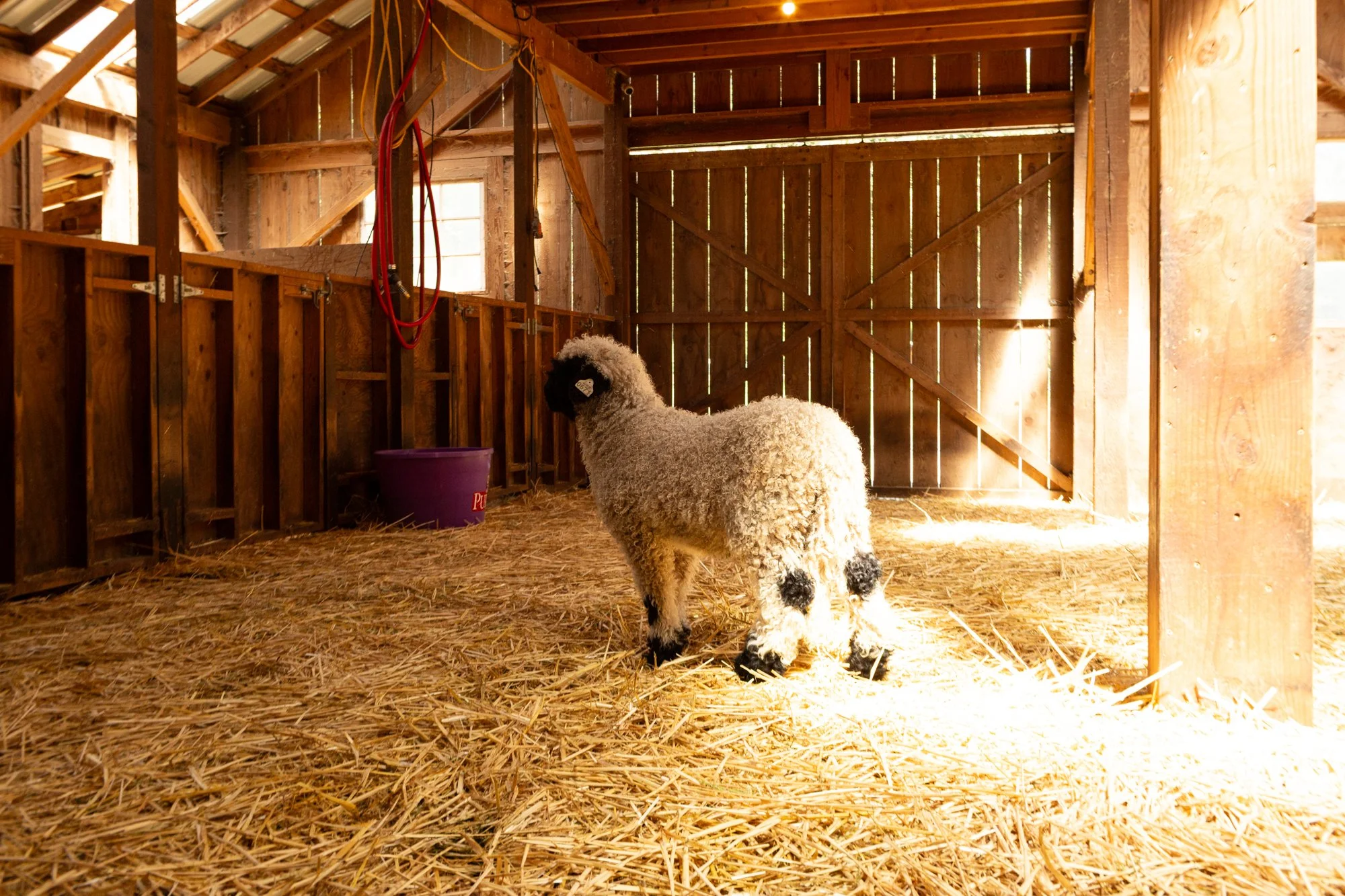 862_Felix_Ram-Lamb_PV_2026-8.jpg