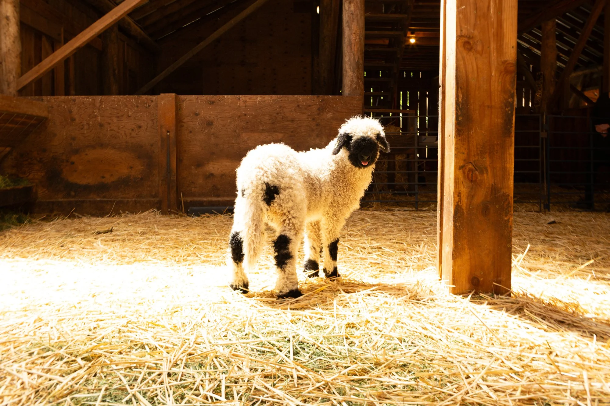 864_Florette_Ewe-Lamb_PV_2026-3.jpg