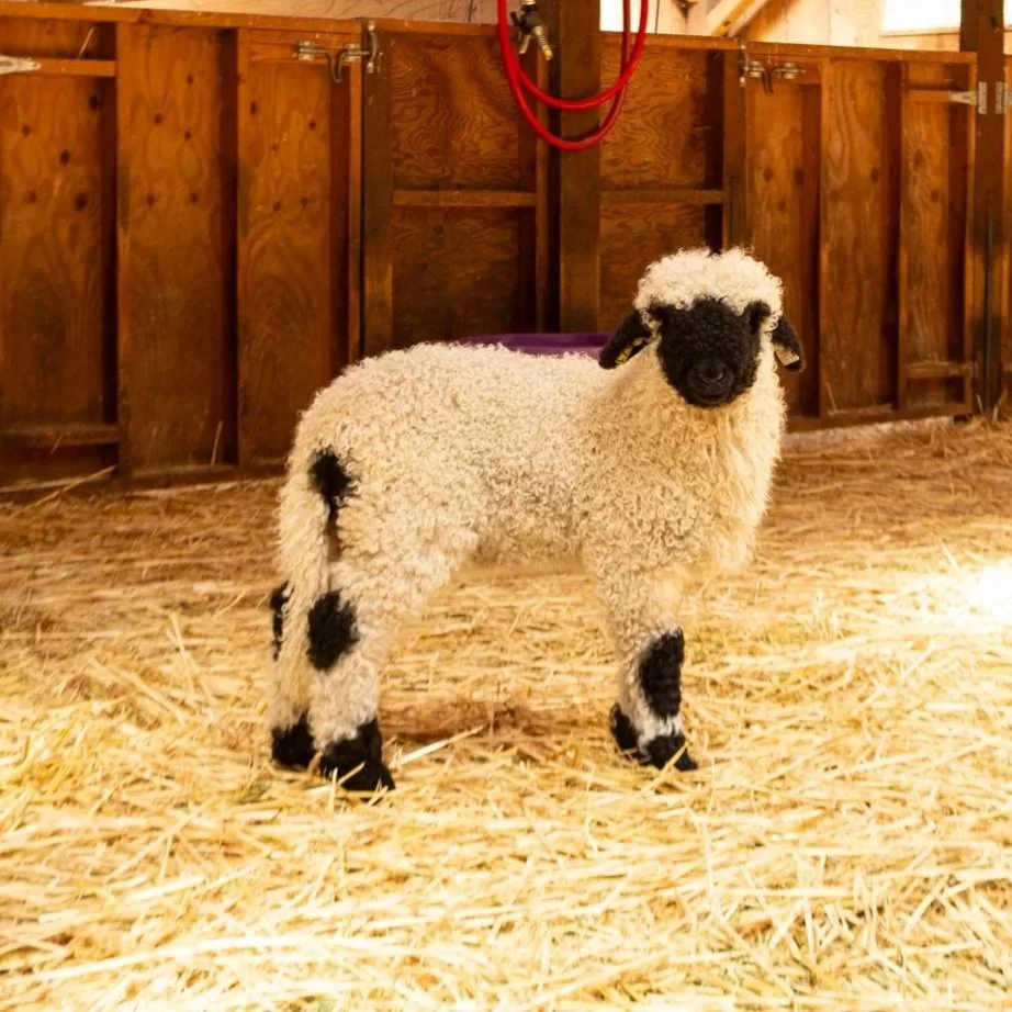 PV Frida 871 - Ewe, 2026