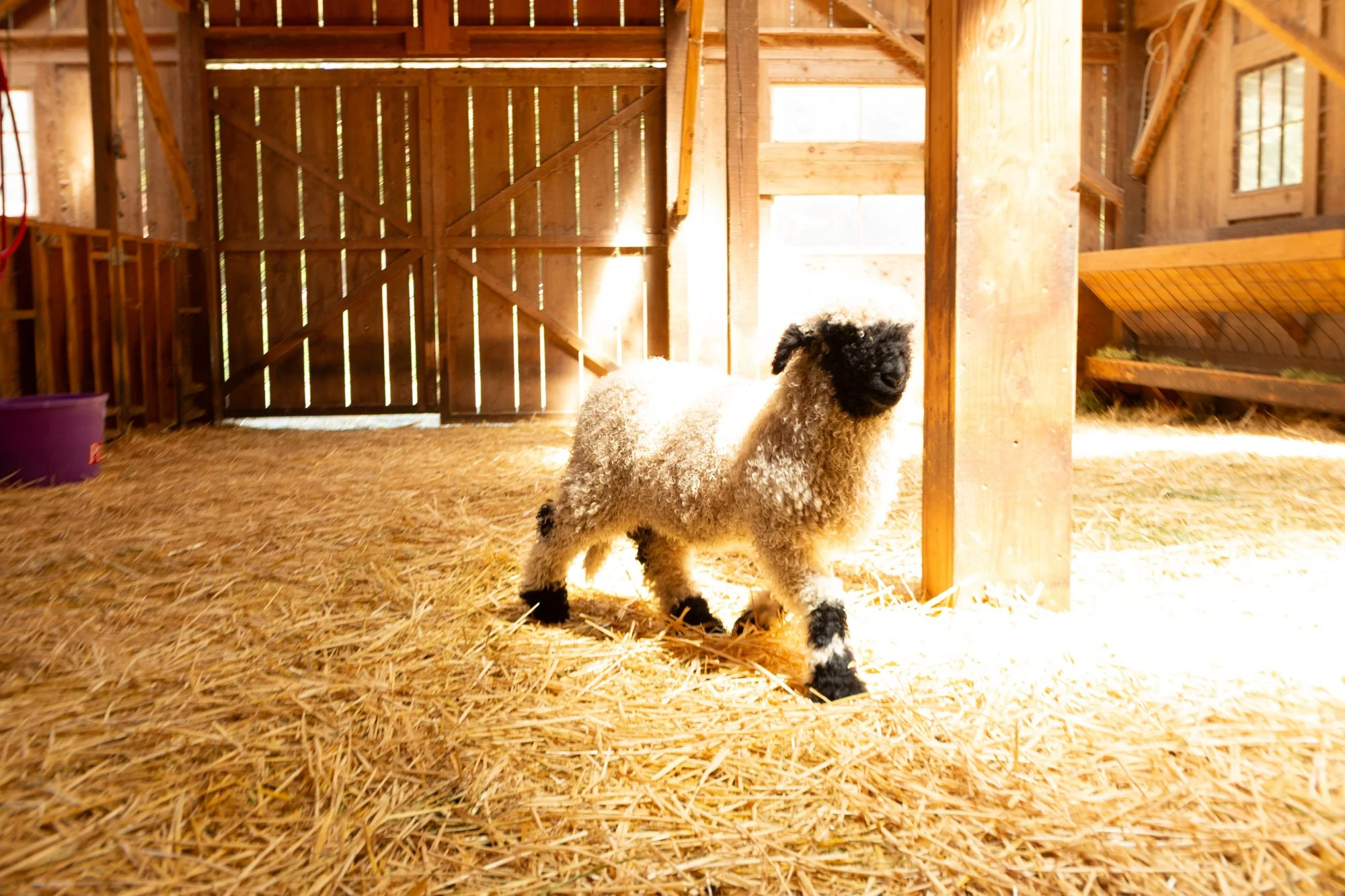 862_Felix_Ram-Lamb_PV_2026-3.jpg