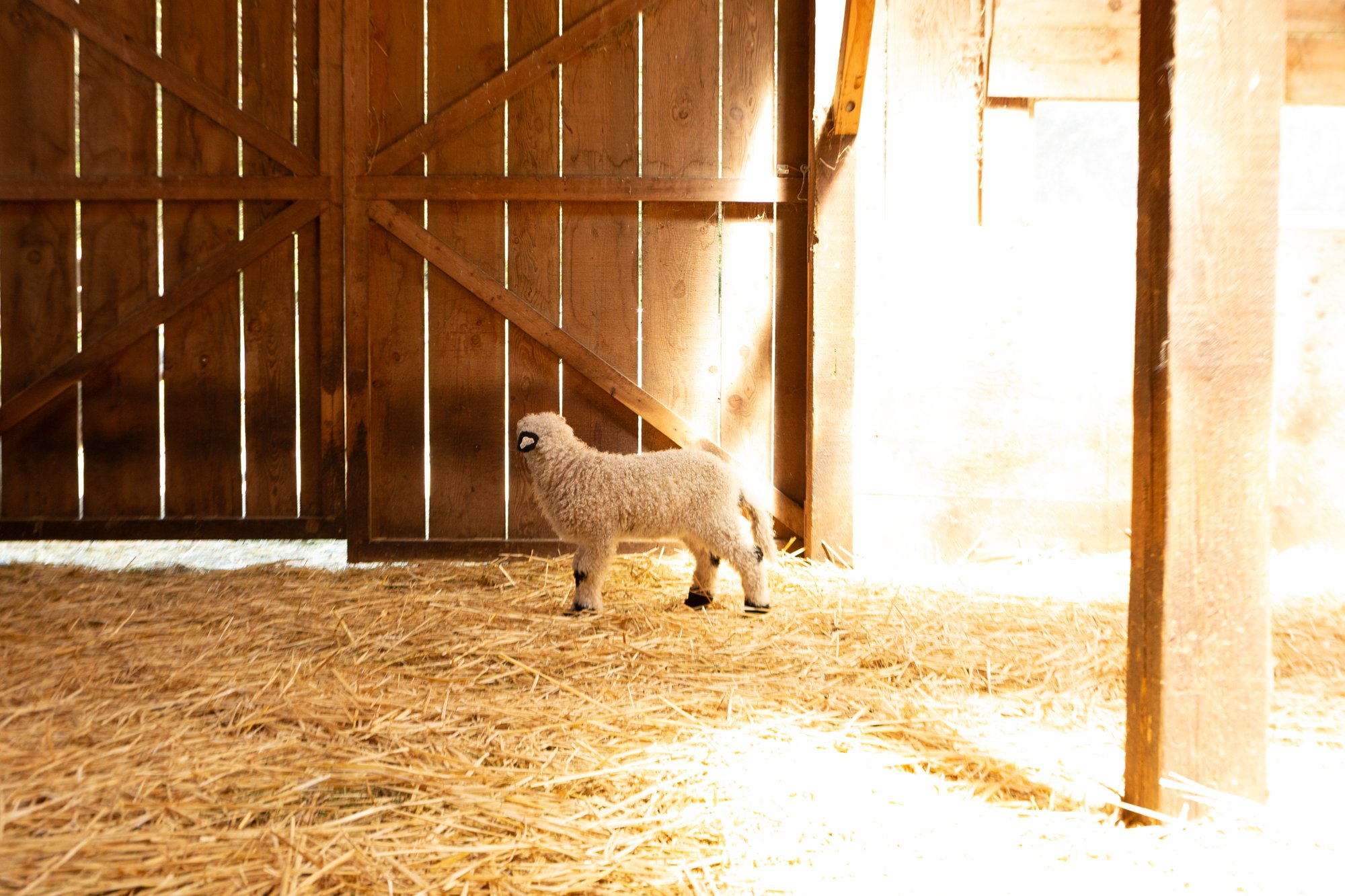 866_Freya_Ewe-Lamb_PV_2026-4.jpg
