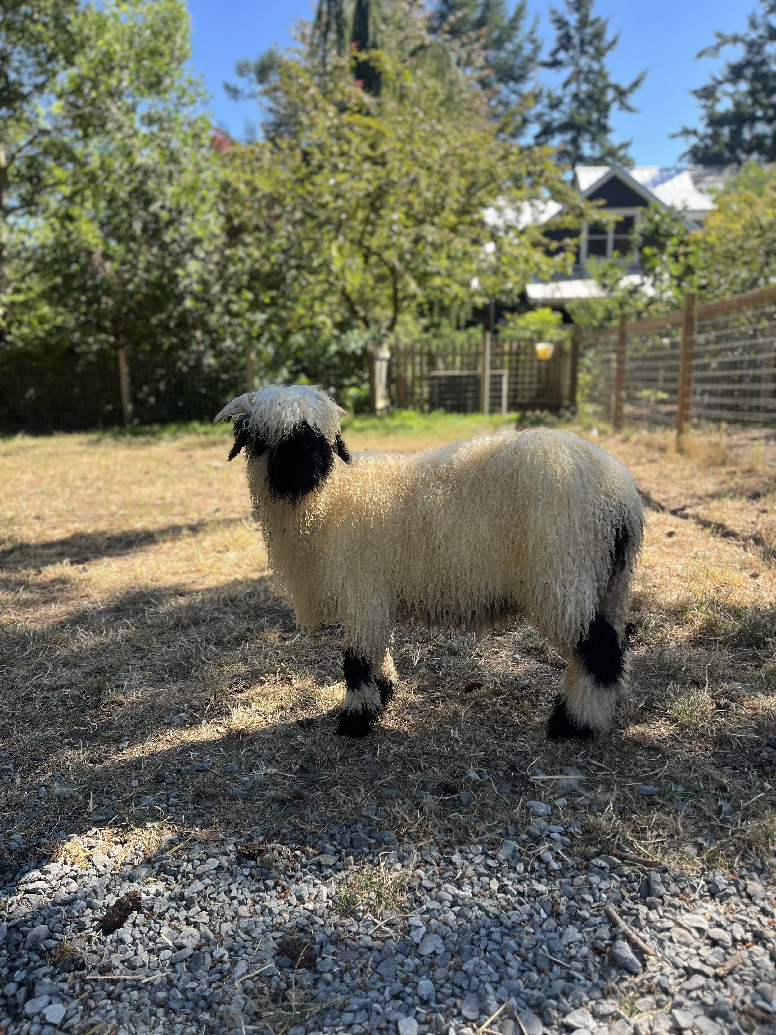 848_PV_Ewe_37.jpg