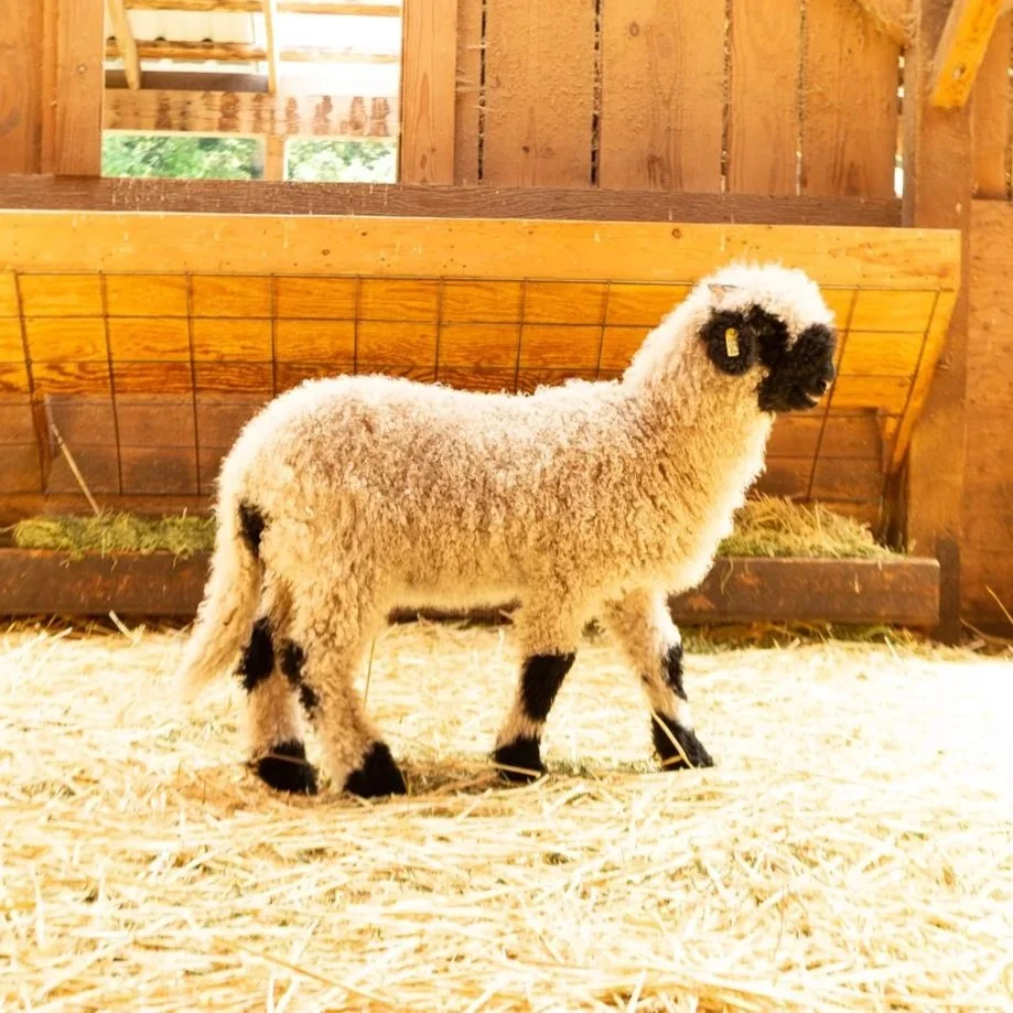 PV Florette 864 - Ewe, 2026