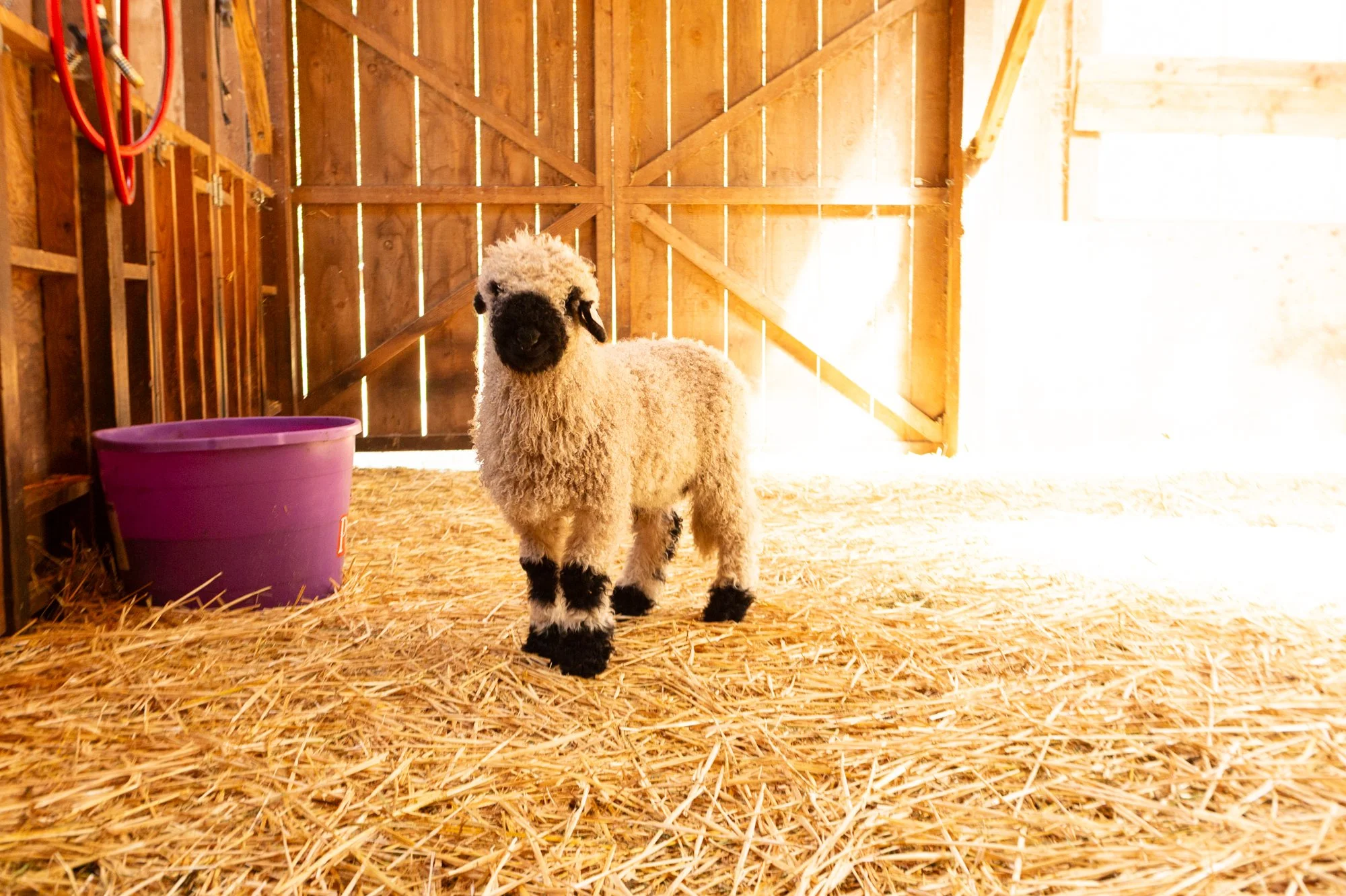861_Finn_Ram-Lamb_Pure-Valais_2026-5.jpg