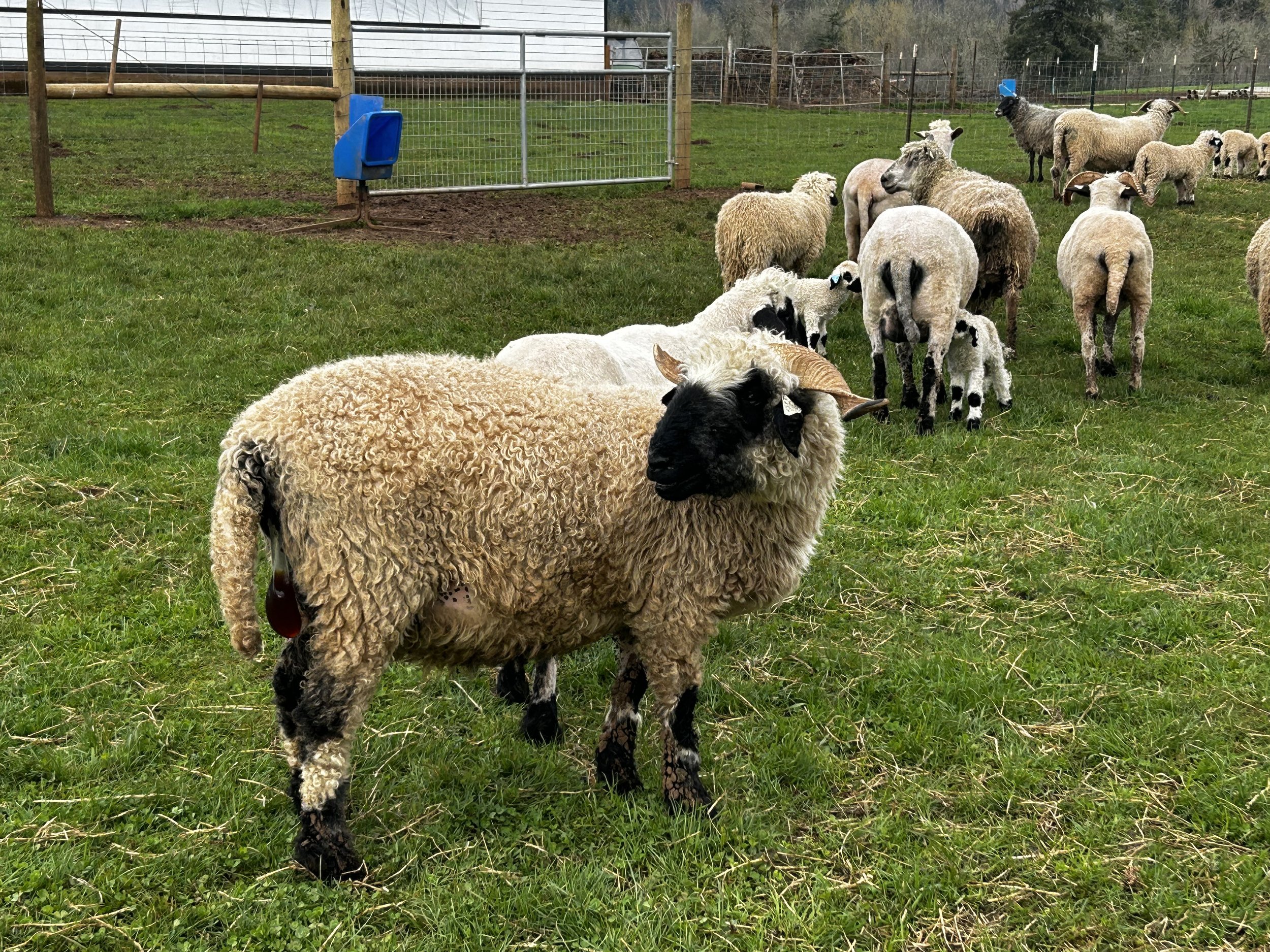 PV Aurelia 1457-003 - Ewe, 2021 — Pure Valais Blacknose PV Aurelia 1457-003 - Ewe, 2021 — Pure Valais Blacknose