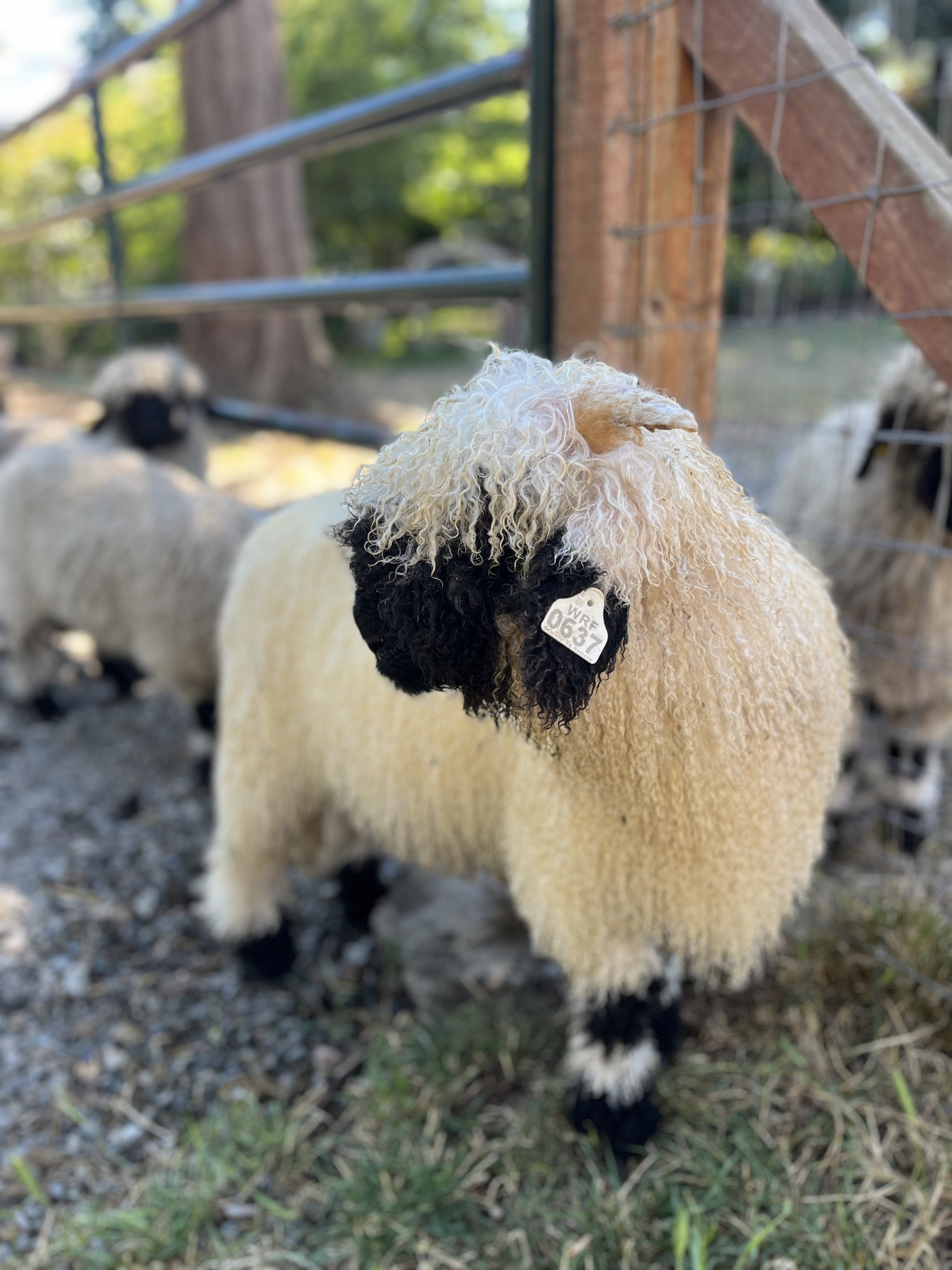 846_PV_Ewe_24.jpg