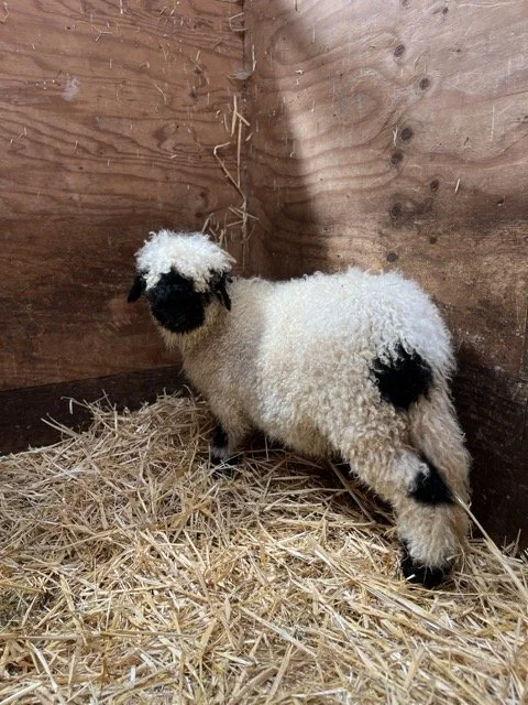 IMG_1379 Medium.jpeg