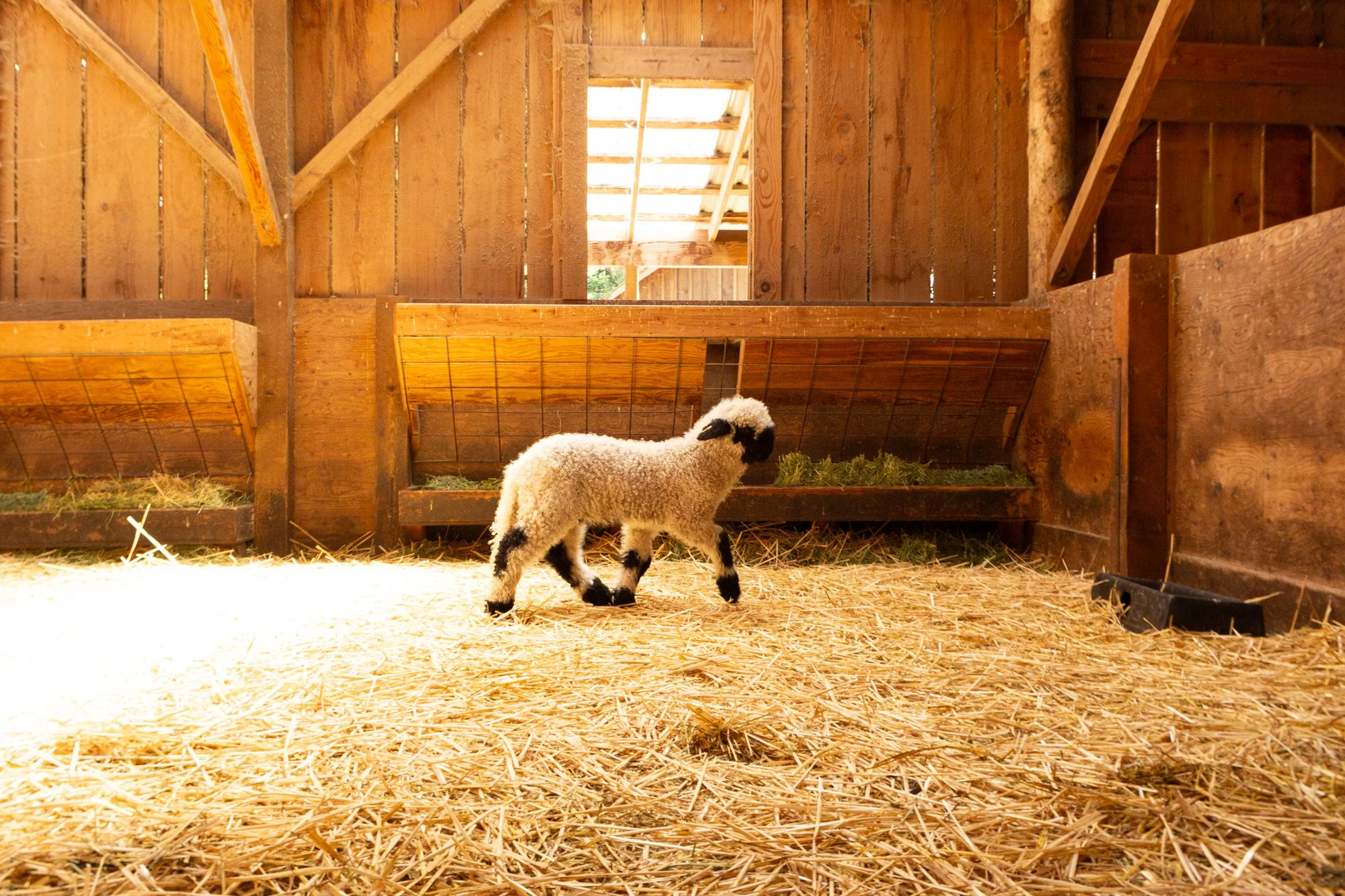 874_Falstaff_Ram-Lamb_PV_2026-7.jpg