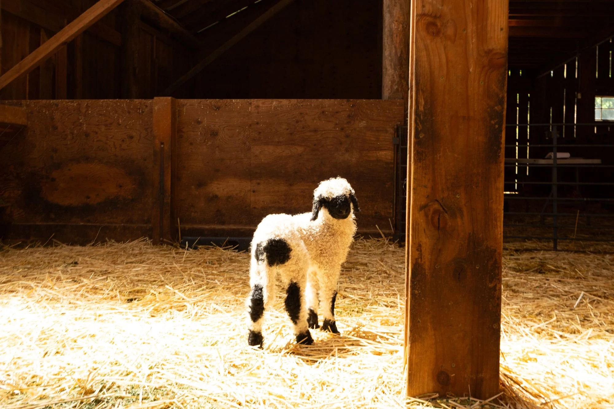 877_Flossy_Ewe-Lamb_PV_2026-7.jpg