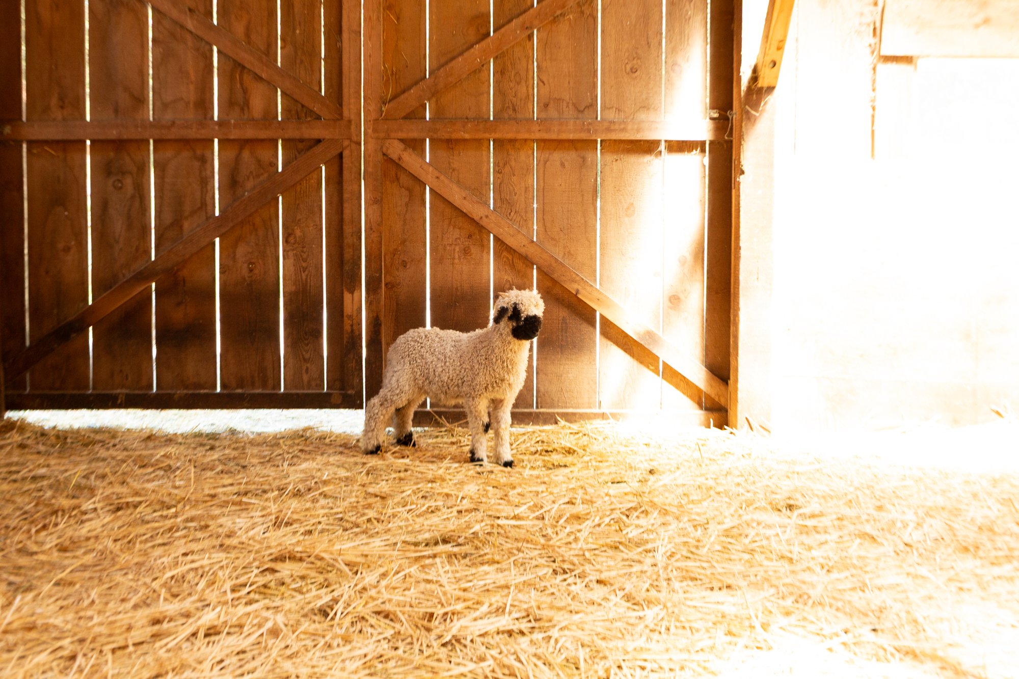 859_Franz_Wether-Lamb_PV_2026-9.jpg