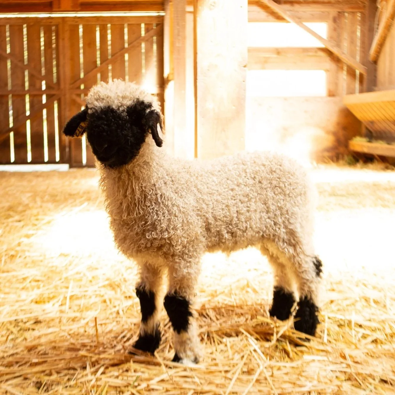 PV Forrest 877 - Ram, 2026