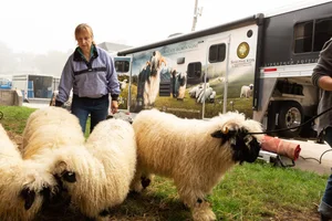Pure Valais Blacknose Sheep for Sale
