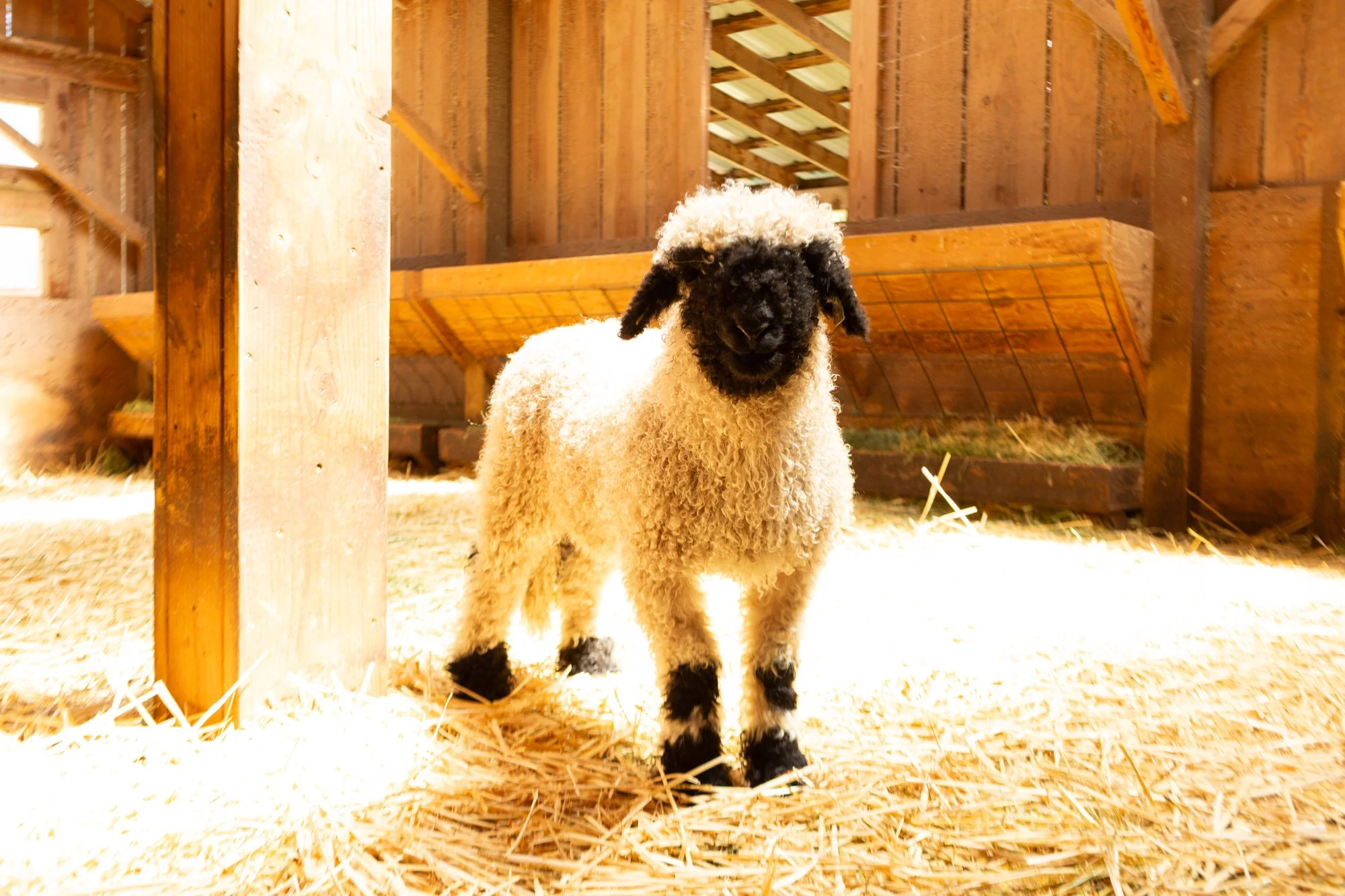 862_Felix_Ram-Lamb_PV_2026-6.jpg