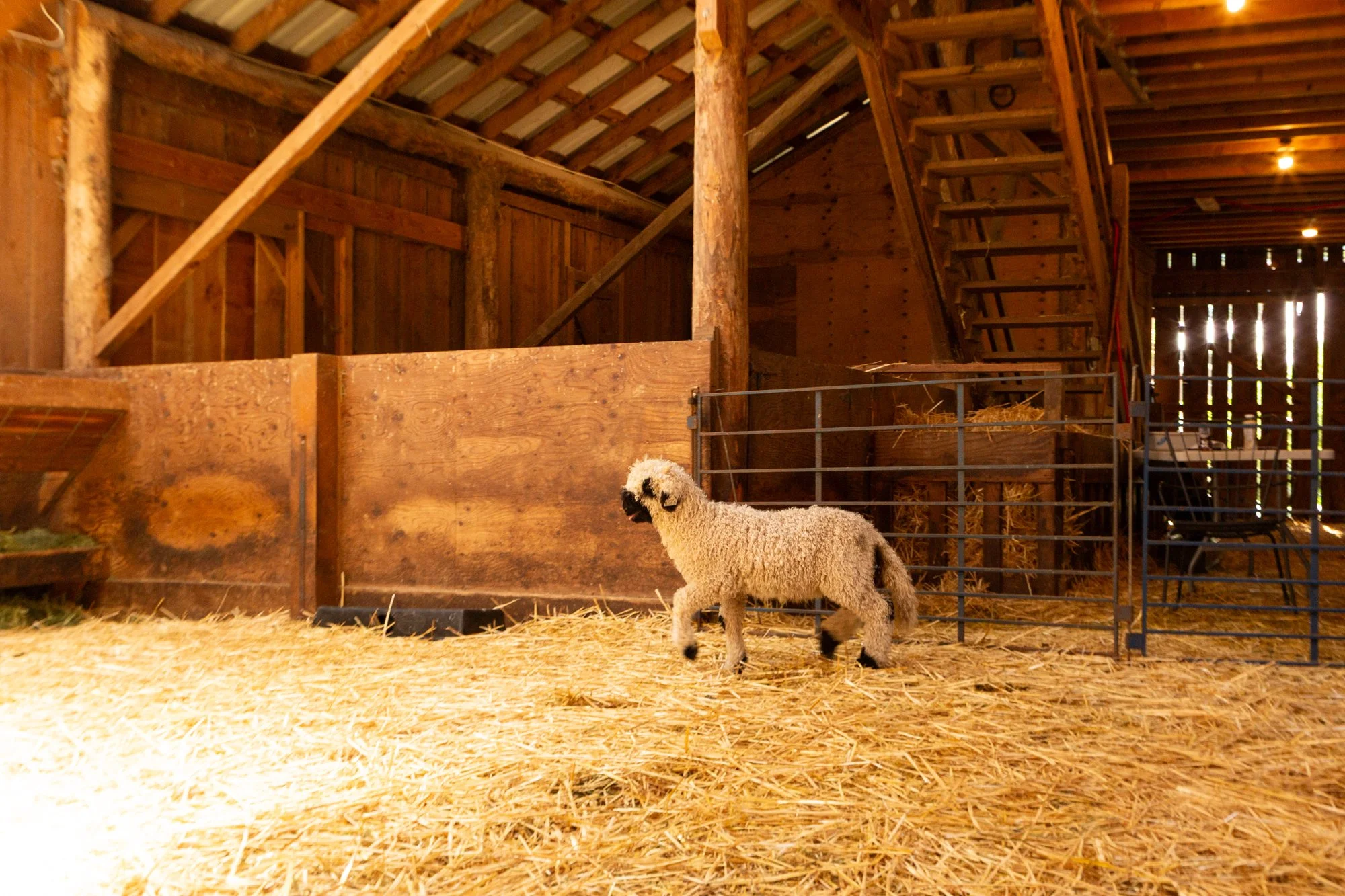 859_Franz_Wether-Lamb_PV_2026-3.jpg