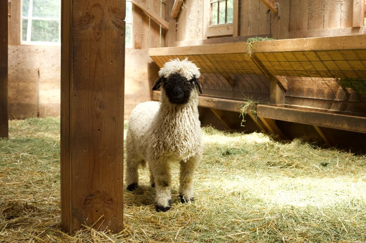 6_0476_829  _Demelza_Ewe_PV_3.jpeg