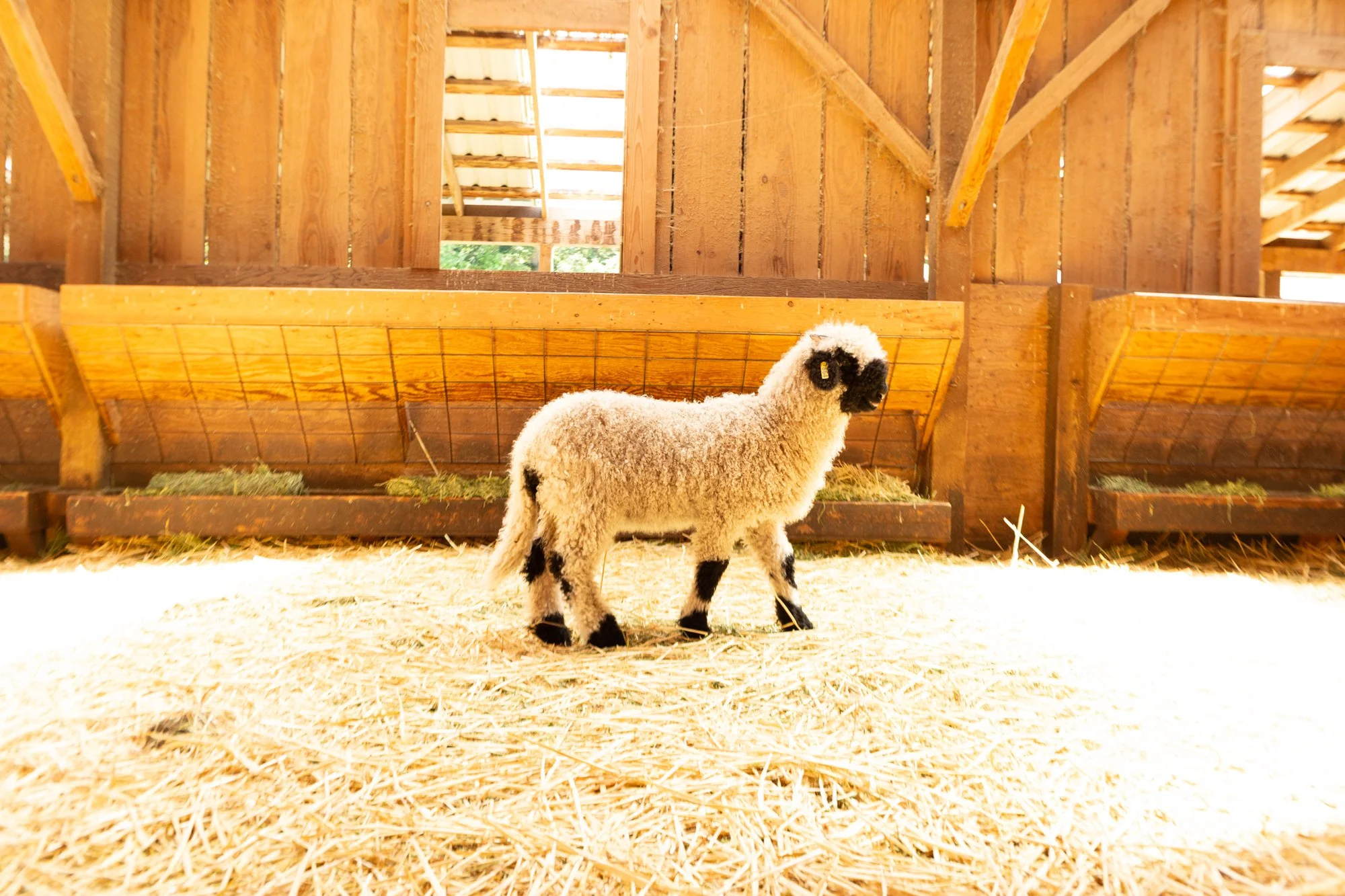 864_Florette_Ewe-Lamb_PV_2026-5.jpg