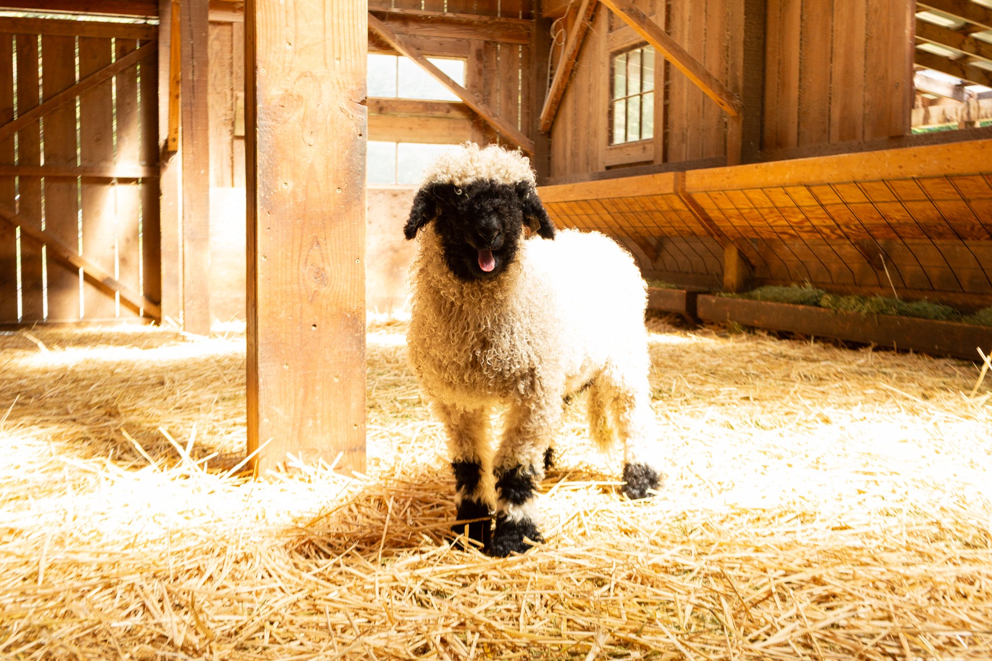 862_Felix_Ram-Lamb_PV_2026-7.jpg