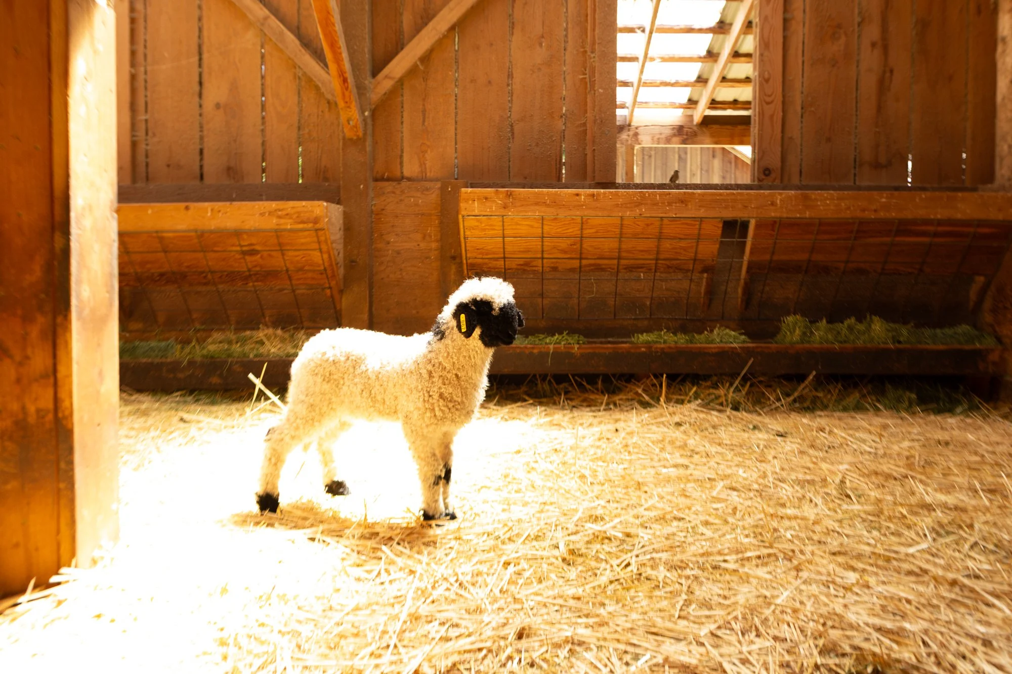 867_Fresia_Ewe-Lamb_PV_2026-4.jpg