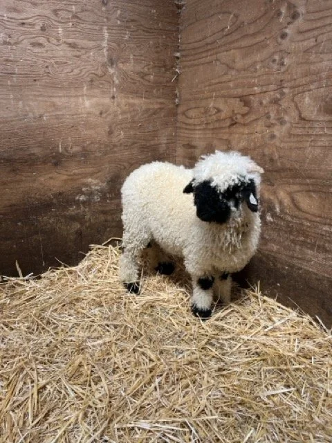 IMG_1471 Medium.jpeg