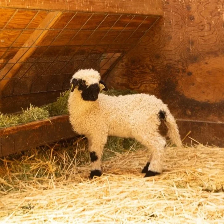 PV Flora 868 - Ewe, 2026