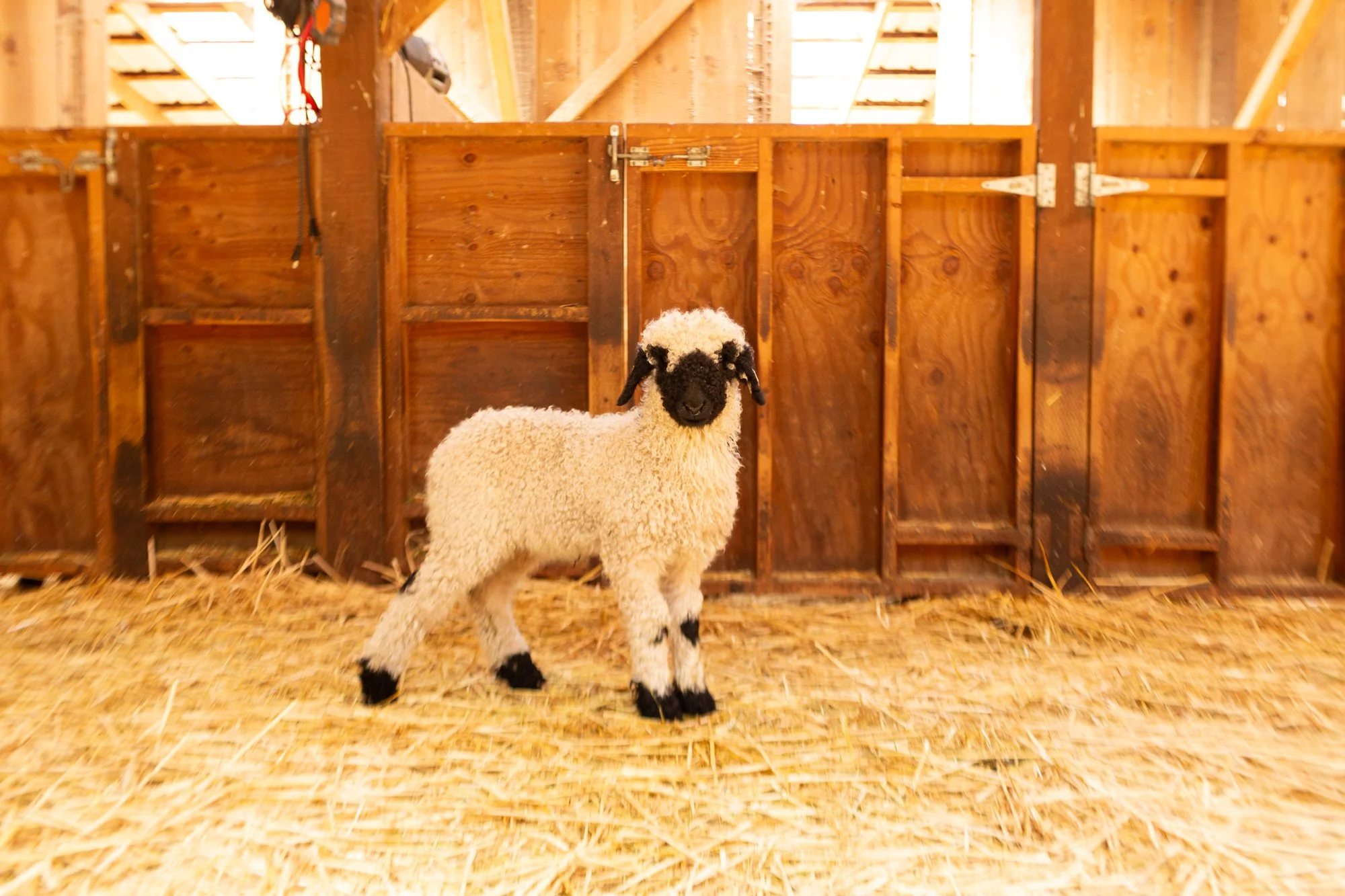 867_Fresia_Ewe-Lamb_PV_2026-3.jpg