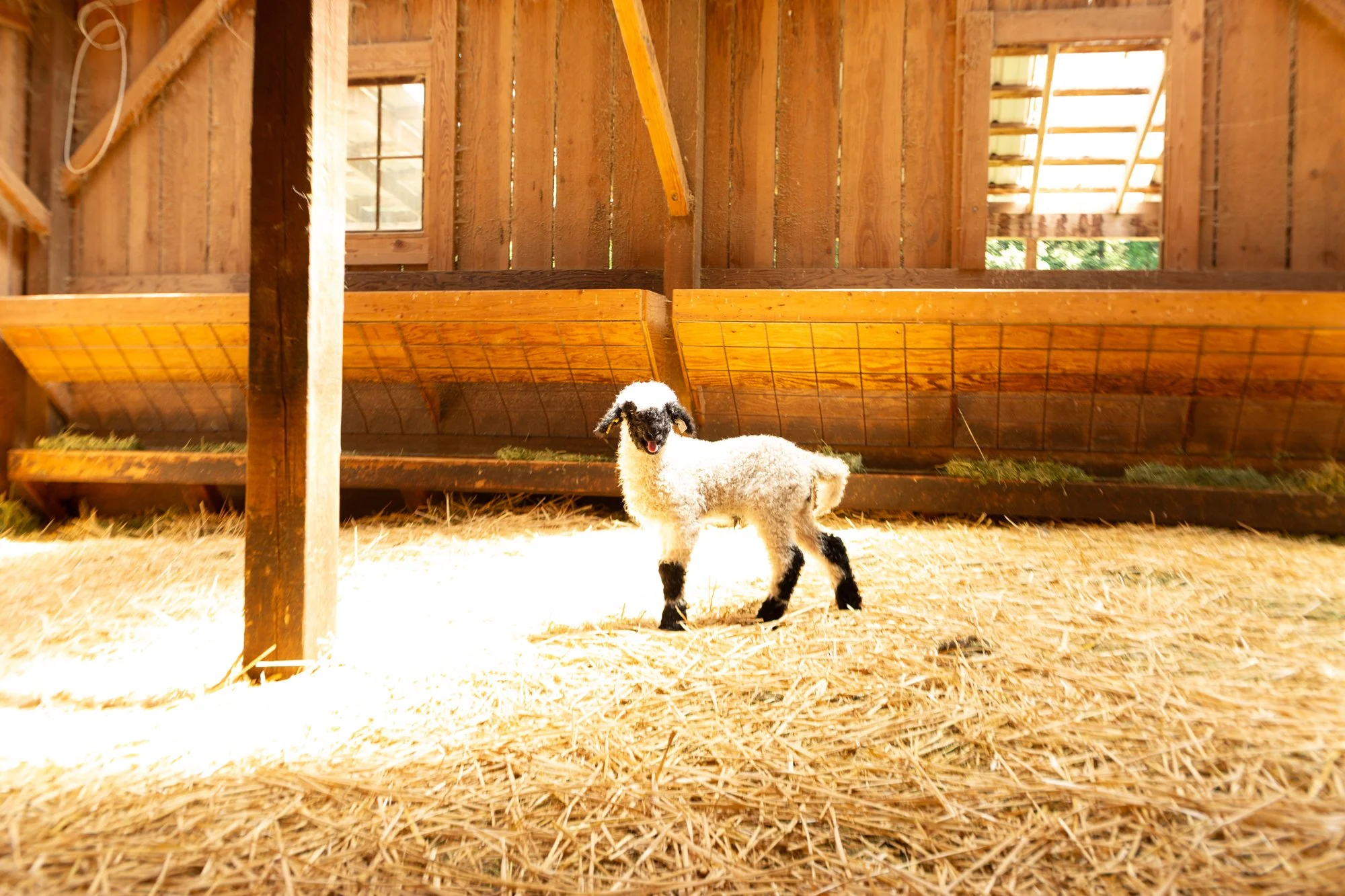 876_Felipe_Wether-Lamb_PV_2026-8.jpg