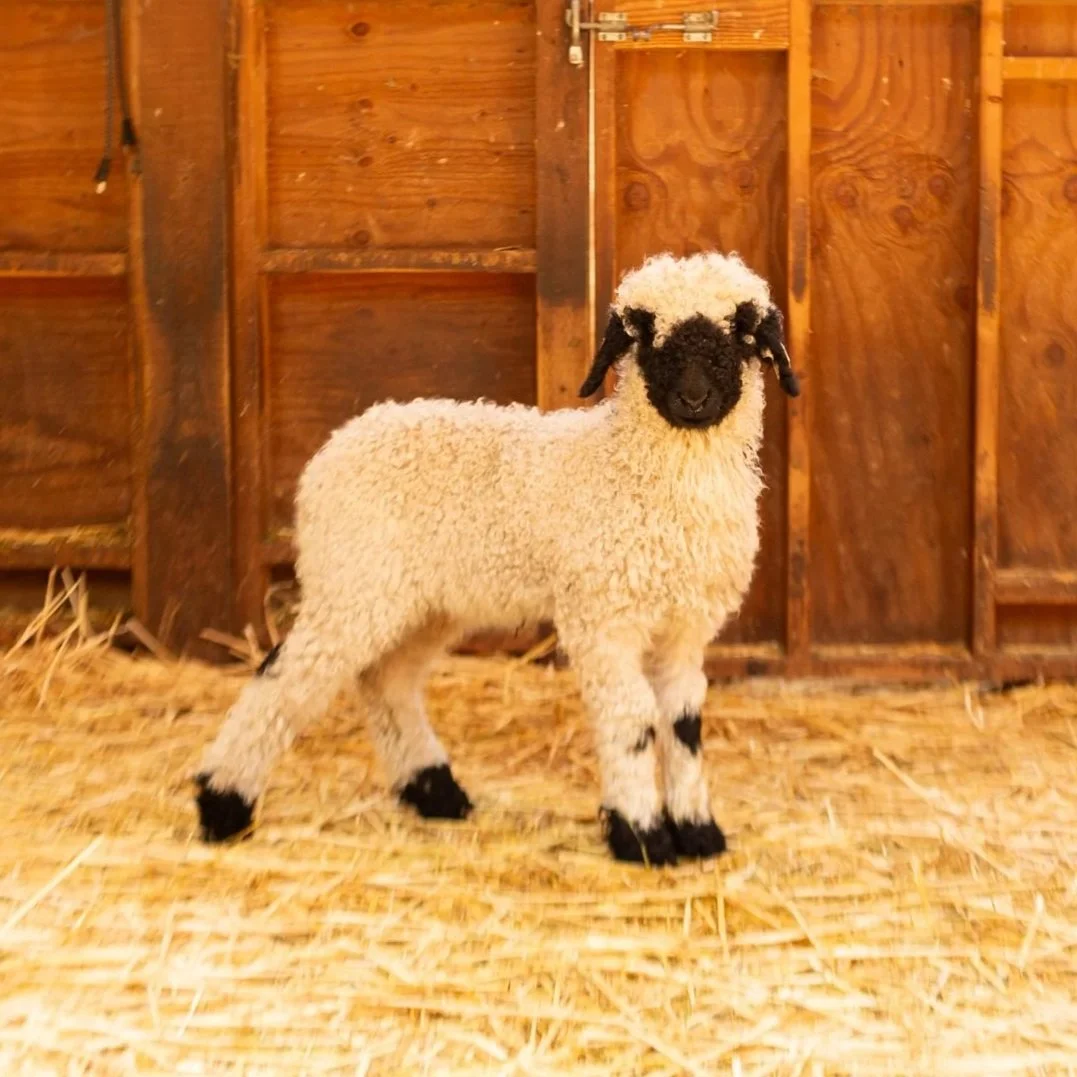 PV Fresia 867 - Ewe, 2026