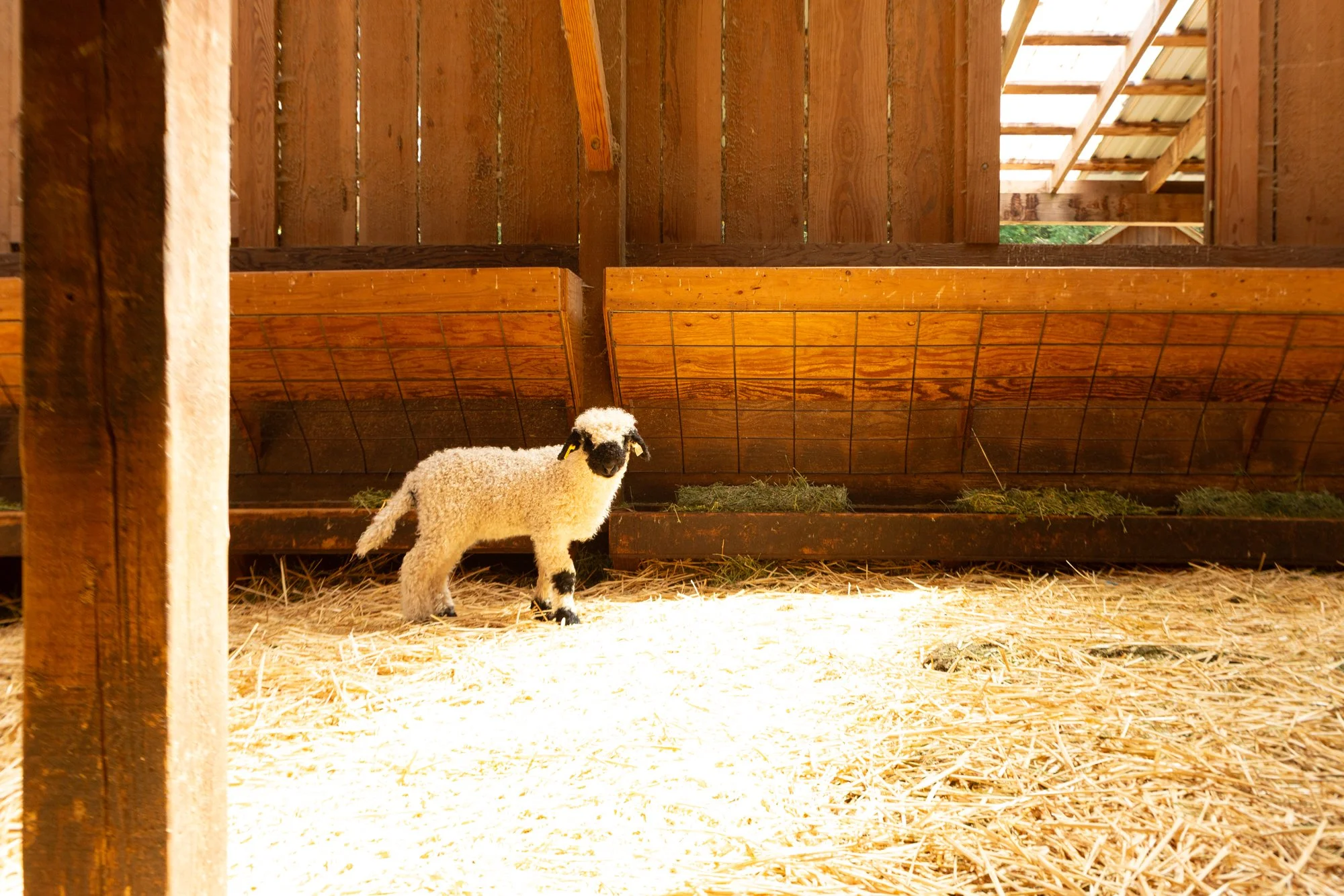 868_Flora_Ewe-Lamb_PV_2026-7.jpg