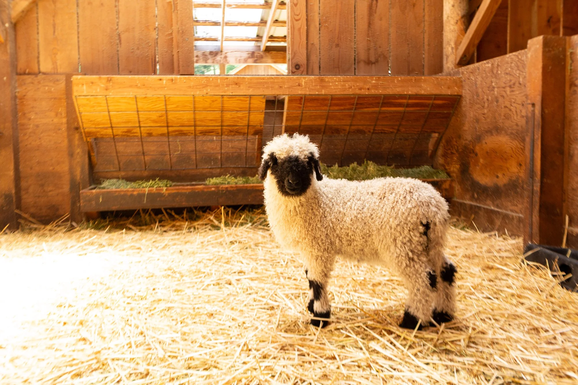 860_Felicia_Ewe-Lamb_Pure-Valais_2026-7.jpg