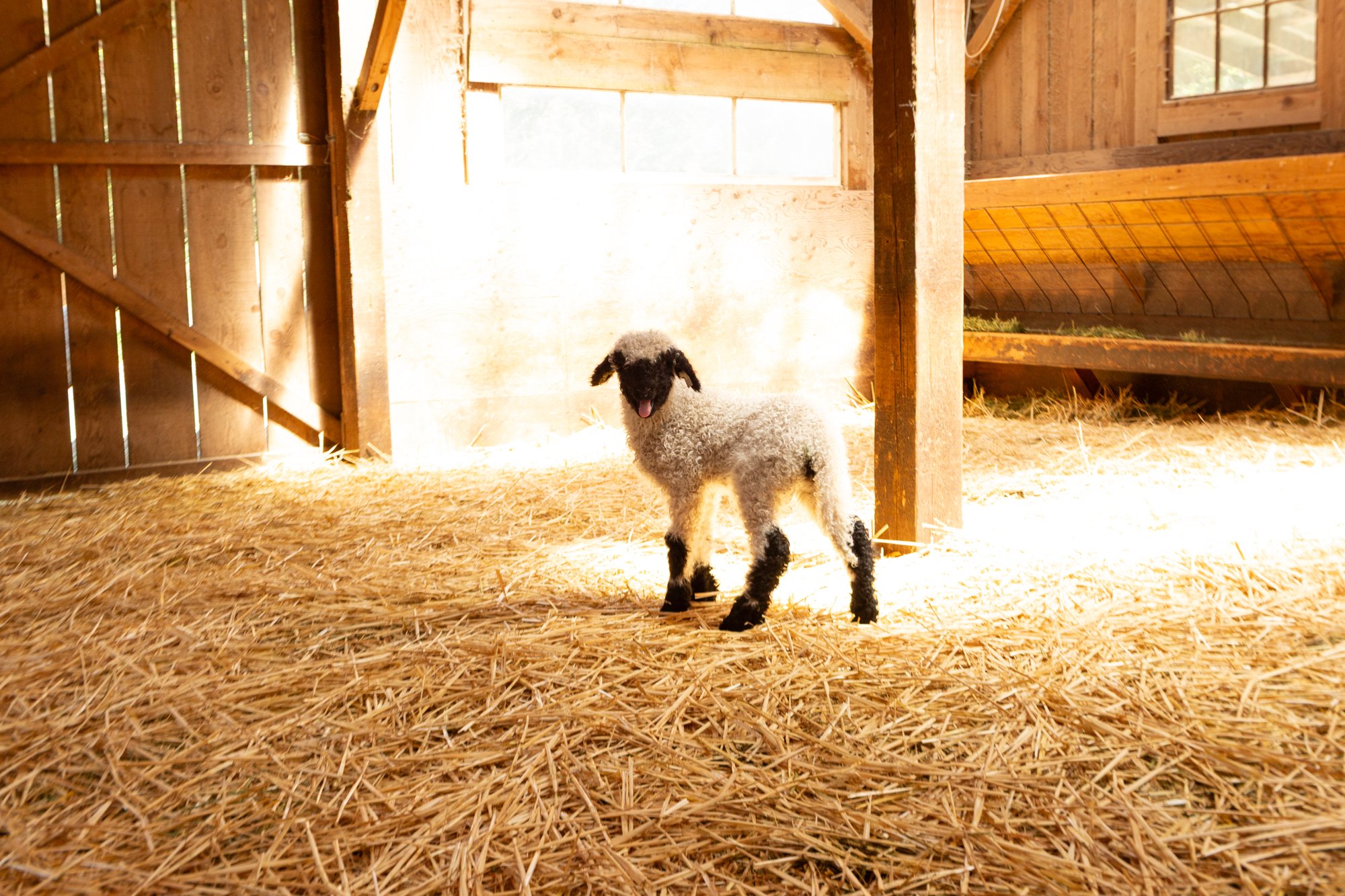 876_Felipe_Wether-Lamb_PV_2026-5.jpg