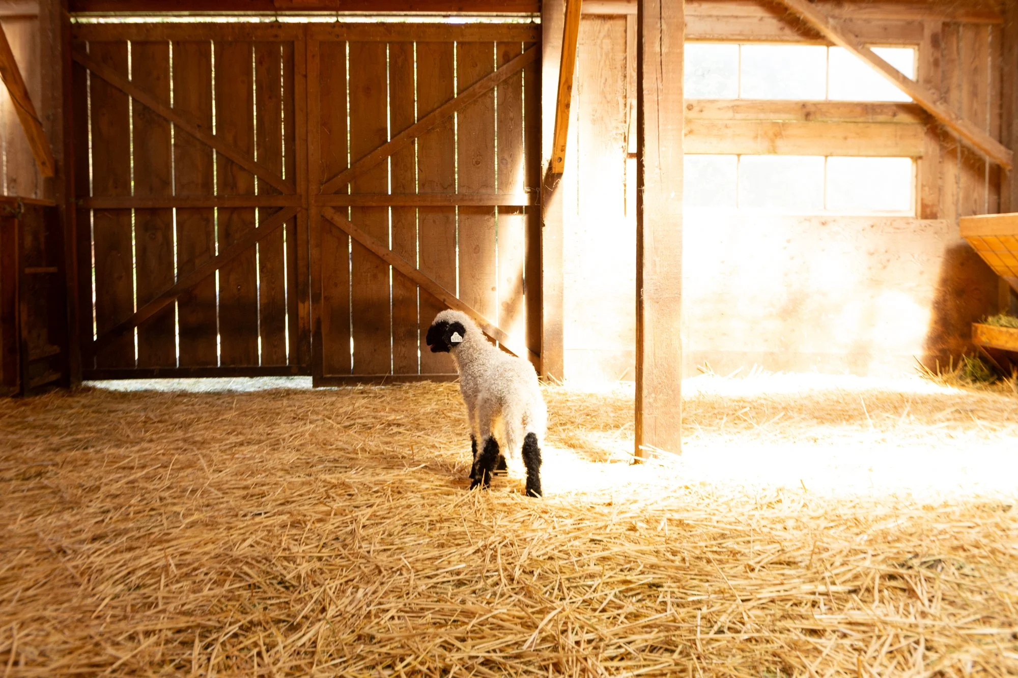 876_Felipe_Wether-Lamb_PV_2026-4.jpg