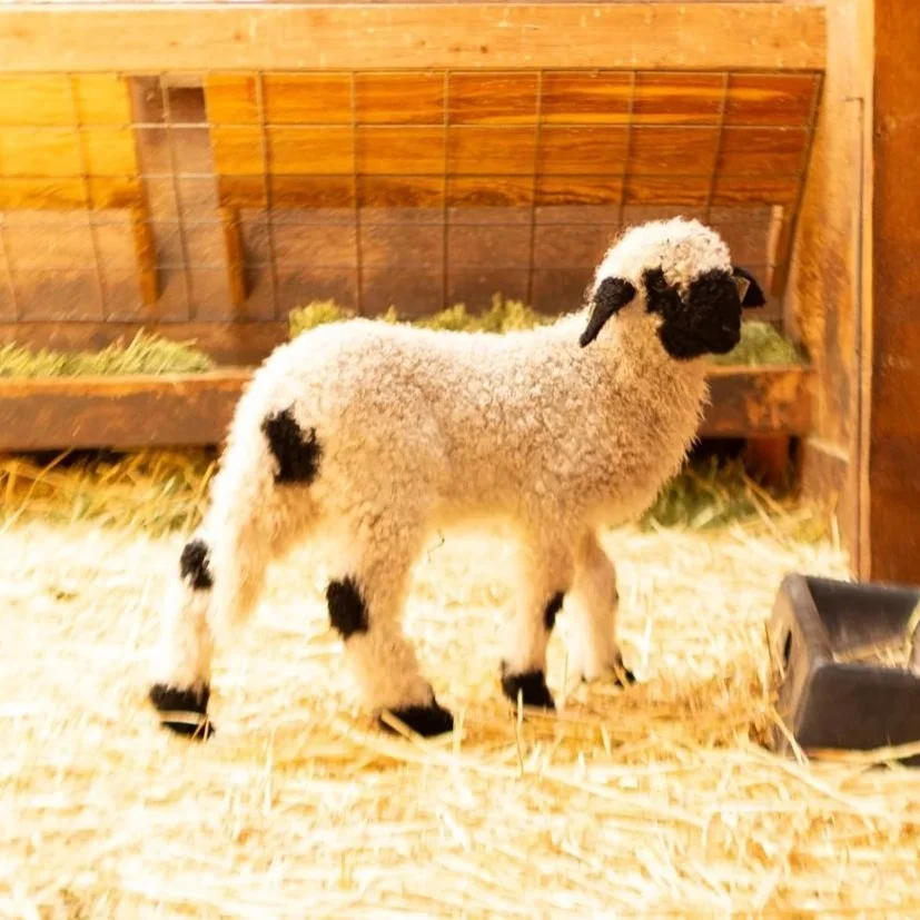 PV Freya 866 - Ewe, 2026