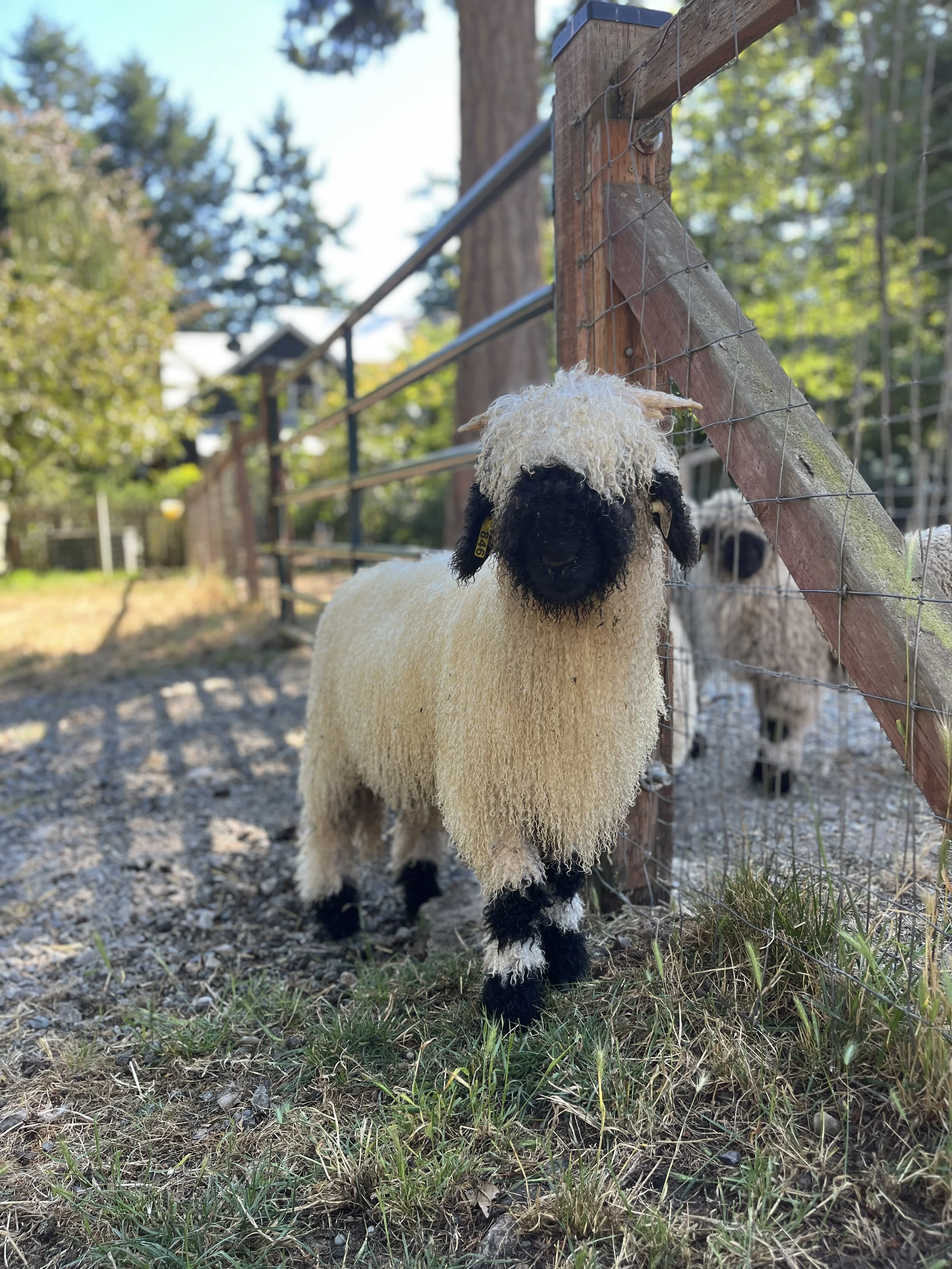 846_PV_Ewe_14.jpg