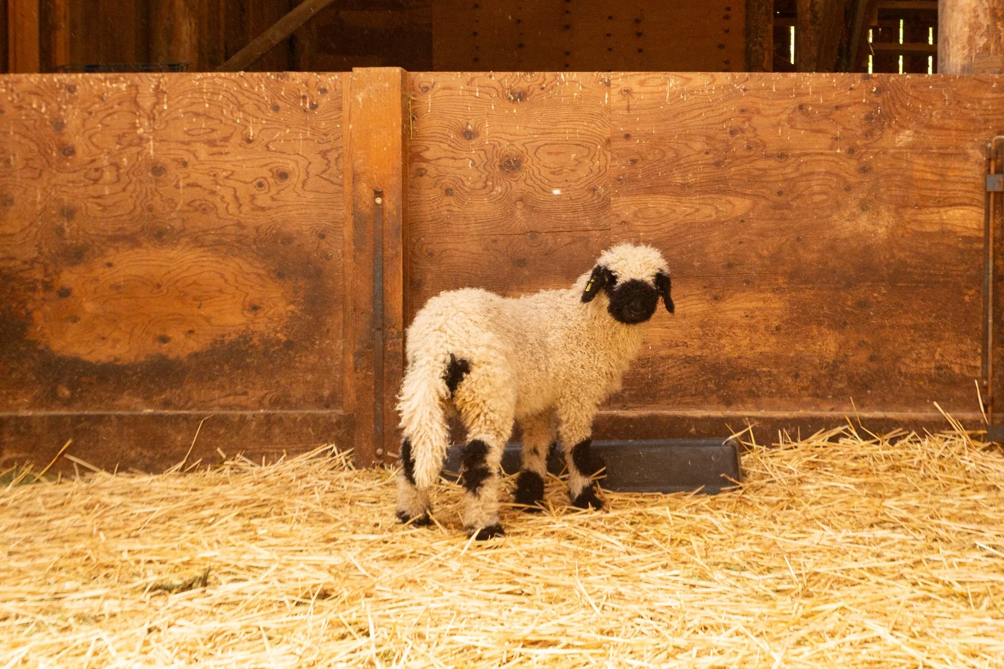 864_Florette_Ewe-Lamb_PV_2026-6.jpg