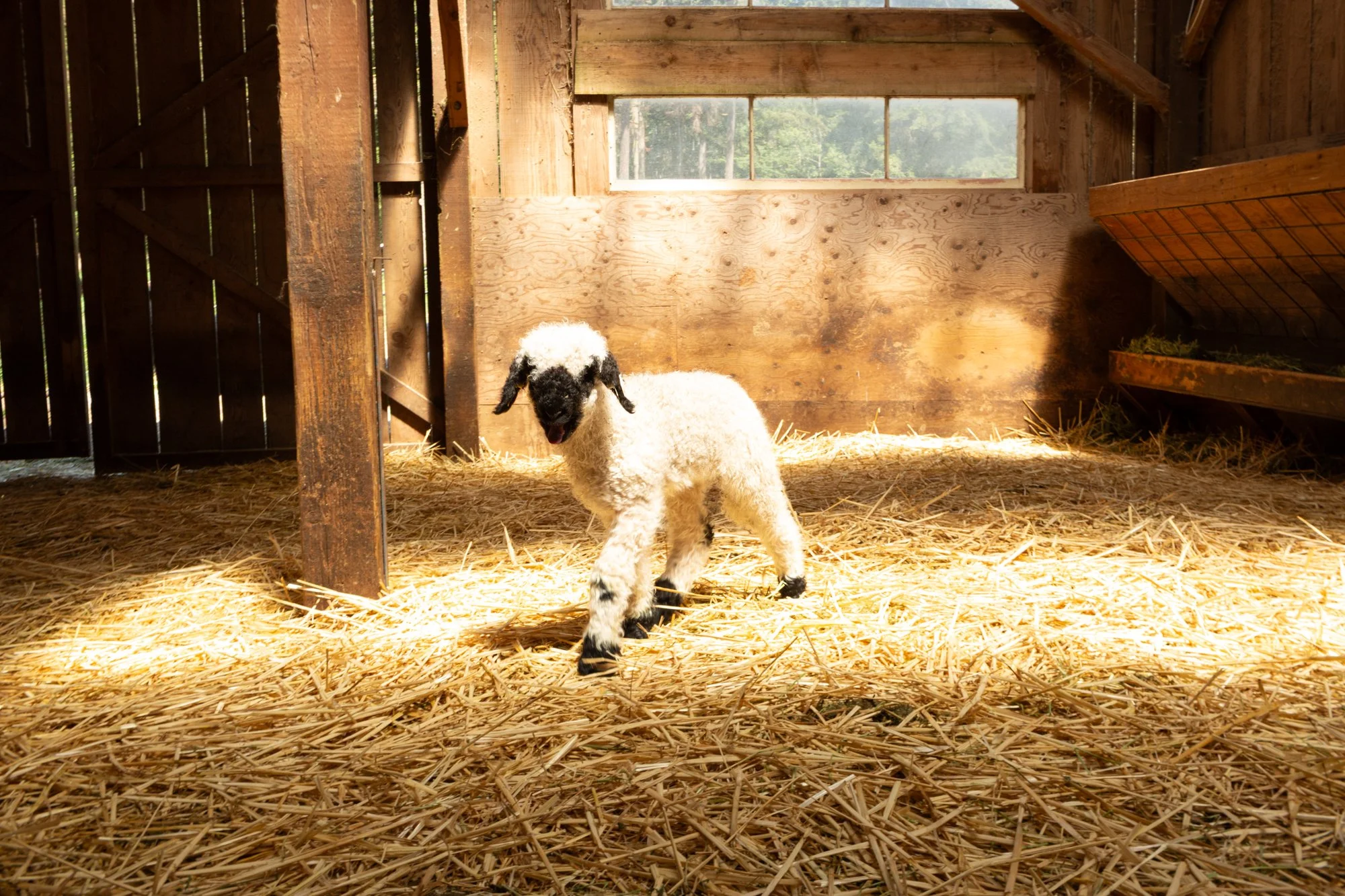 875_Fanny_Ewe-Lamb_PV_2026-8.jpg