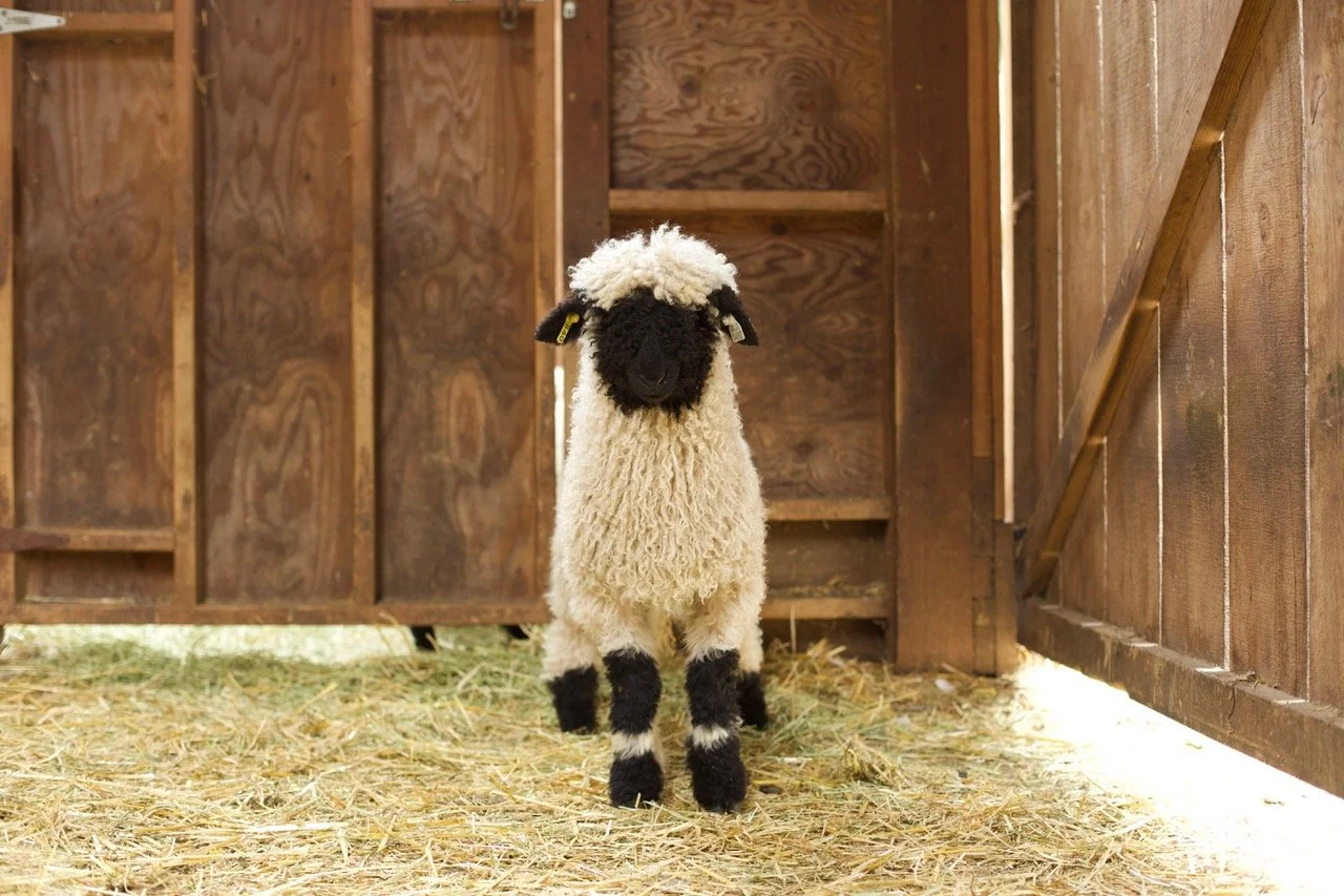 12_0497_840_Darling_Ewe_PV_4 (1).jpeg