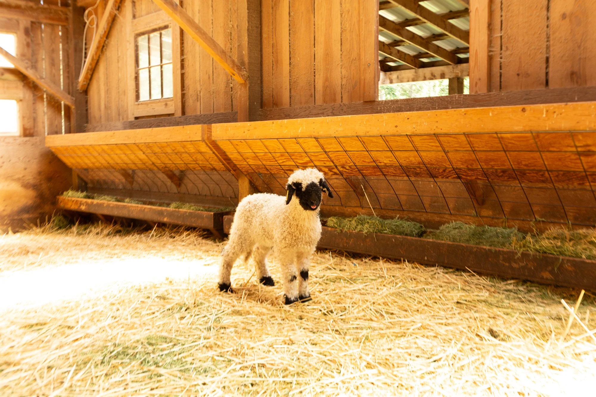 867_Fresia_Ewe-Lamb_PV_2026-5.jpg