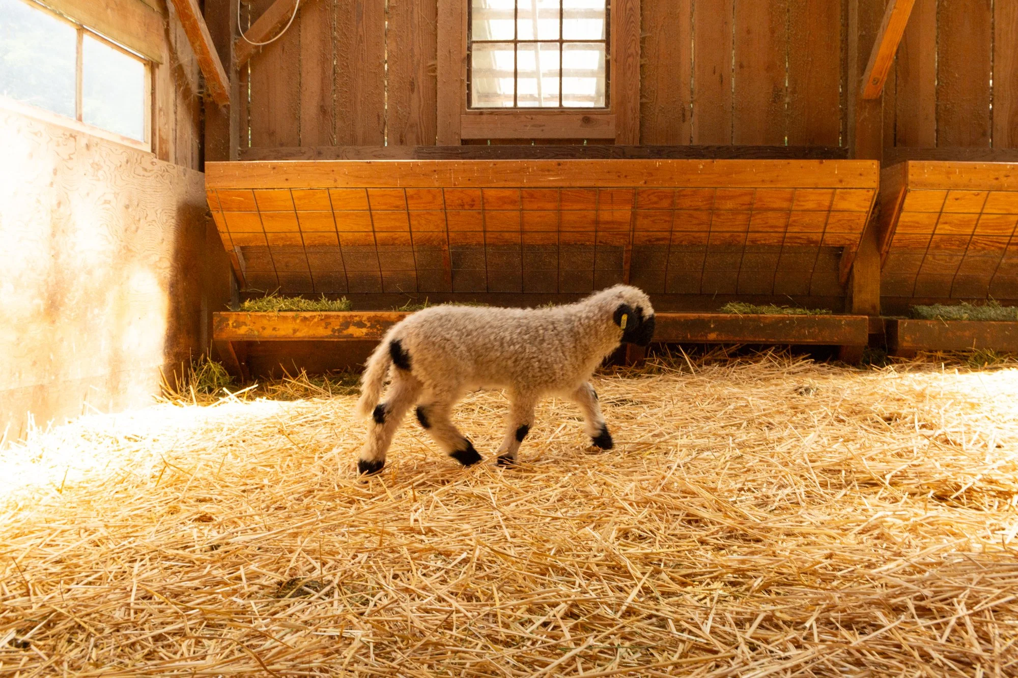 866_Freya_Ewe-Lamb_PV_2026-6.jpg
