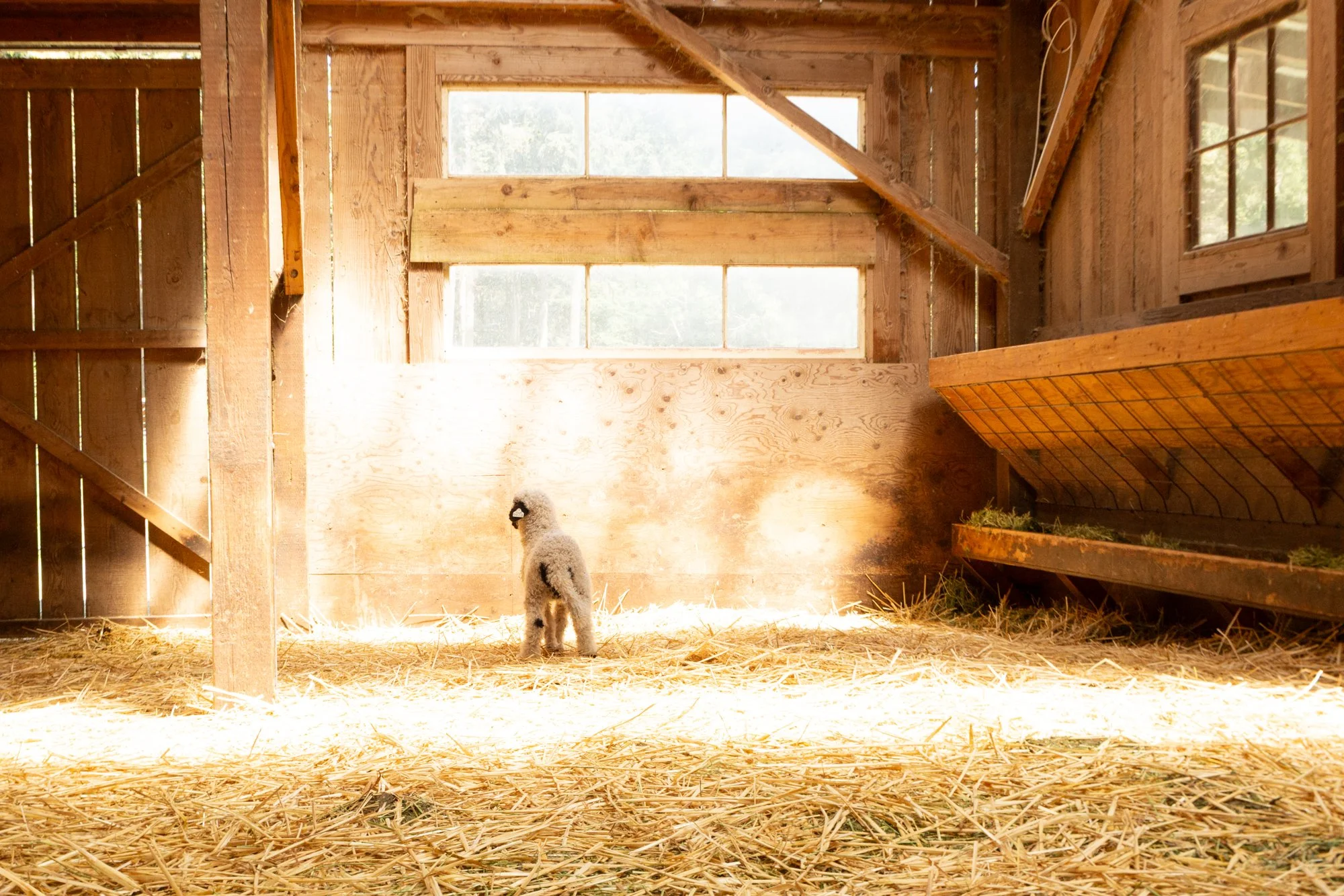868_Flora_Ewe-Lamb_PV_2026-6.jpg
