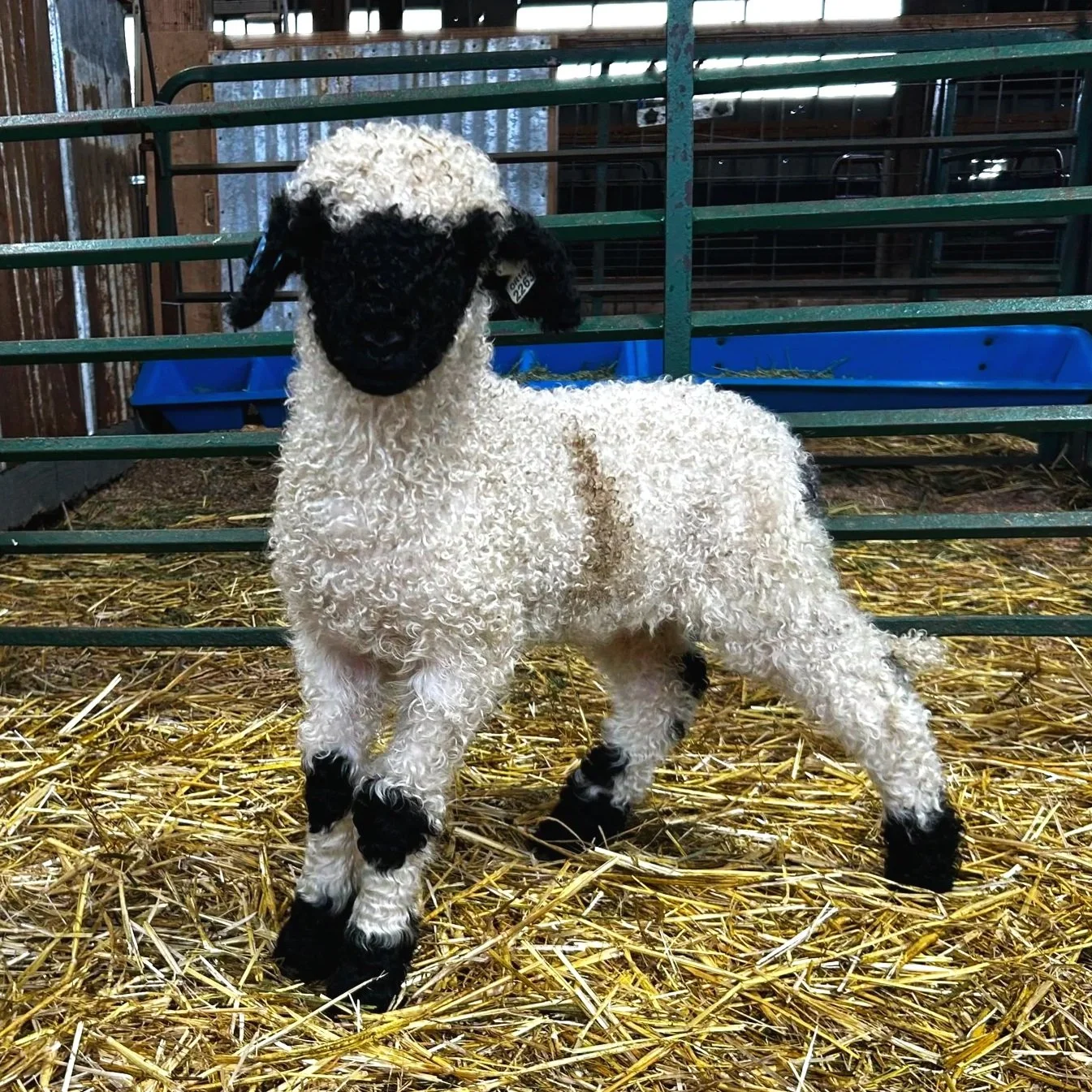PV 2263-985 - Ewe, 2025