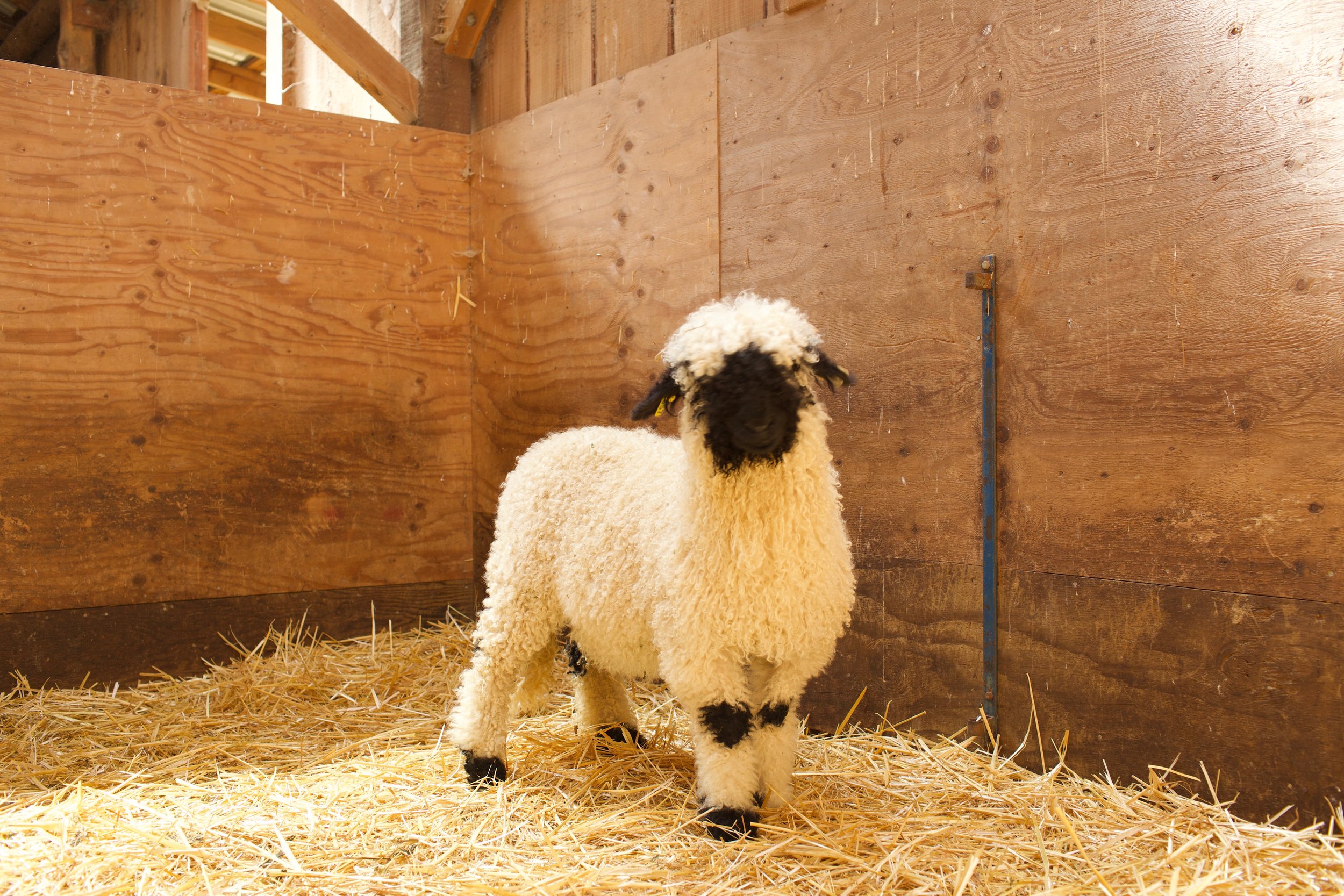 0658-857_PV_Ewe-lamb_5.jpeg