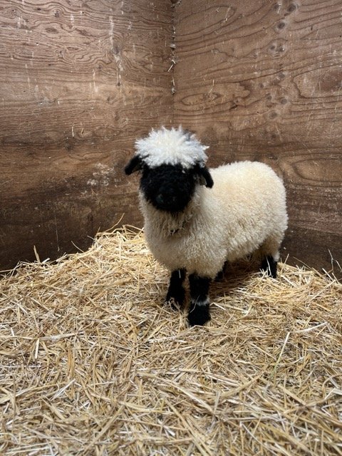 IMG_1452 Medium.jpeg