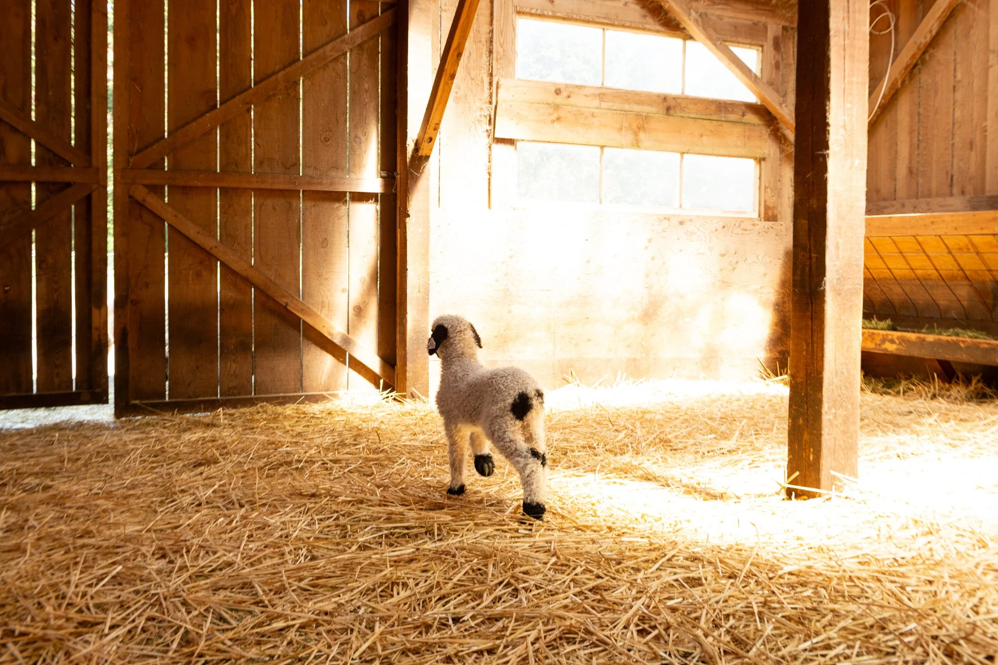 875_Fanny_Ewe-Lamb_PV_2026-3.jpg