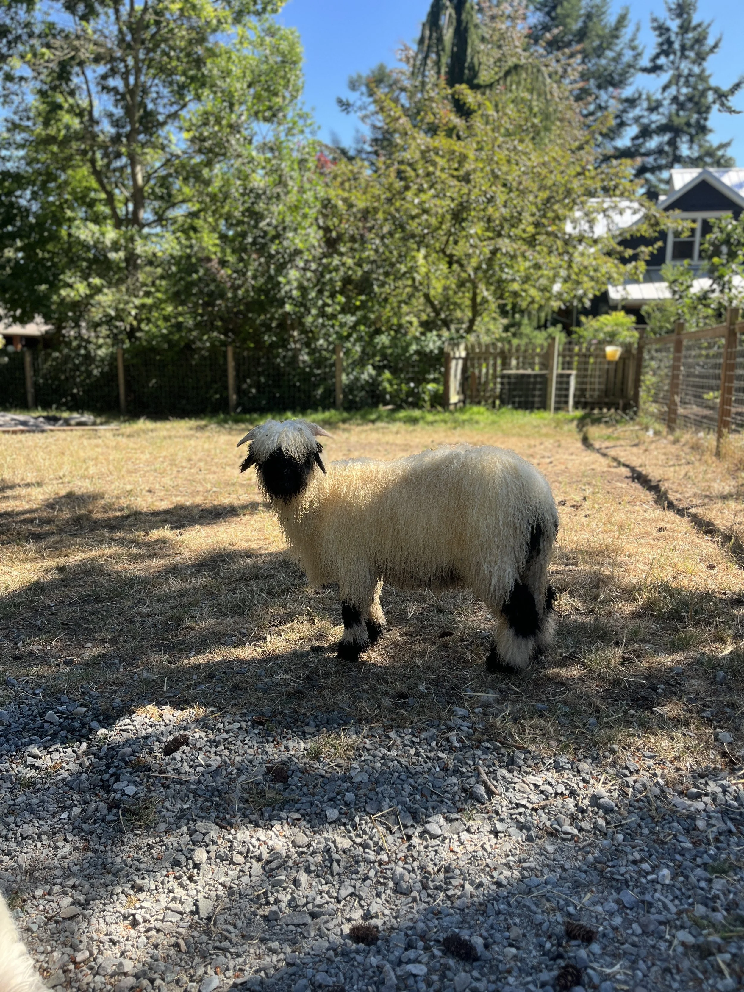 848_PV_Ewe_35.jpg