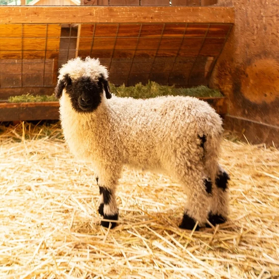 PV Felicia 860 - Ewe, 2026